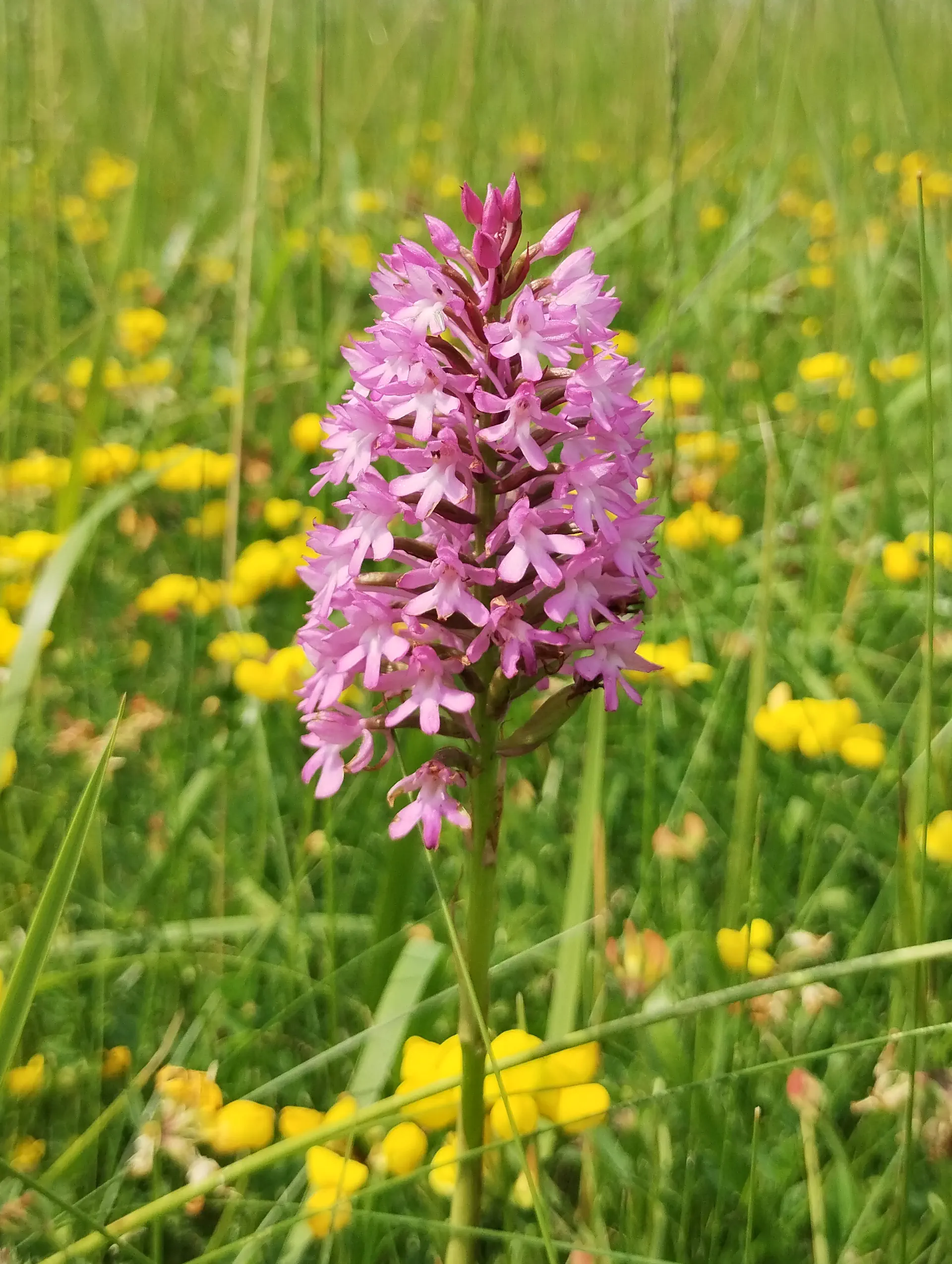 img/anacamptis-pyramidalis-8.webp