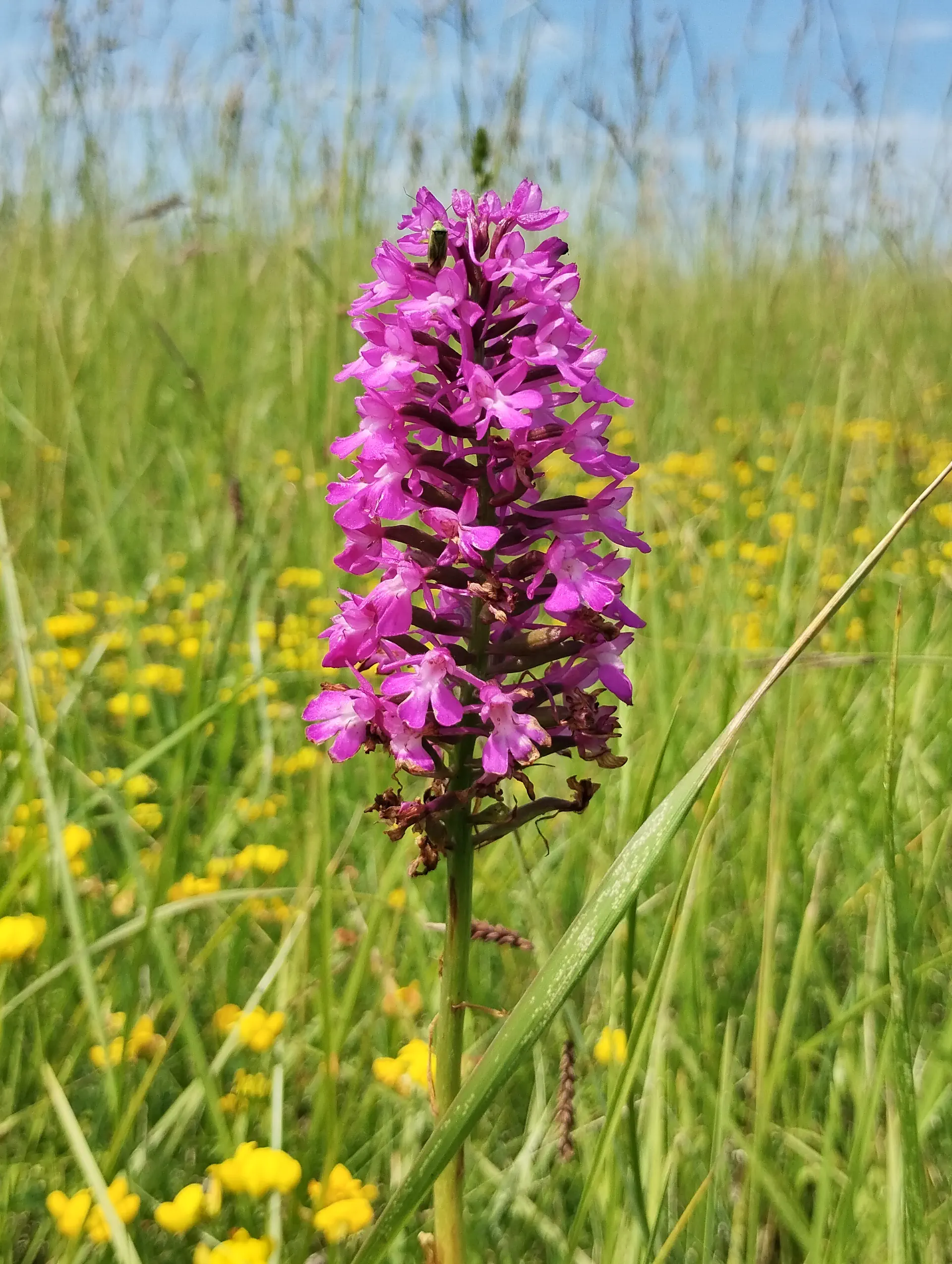 img/anacamptis-pyramidalis-9.webp