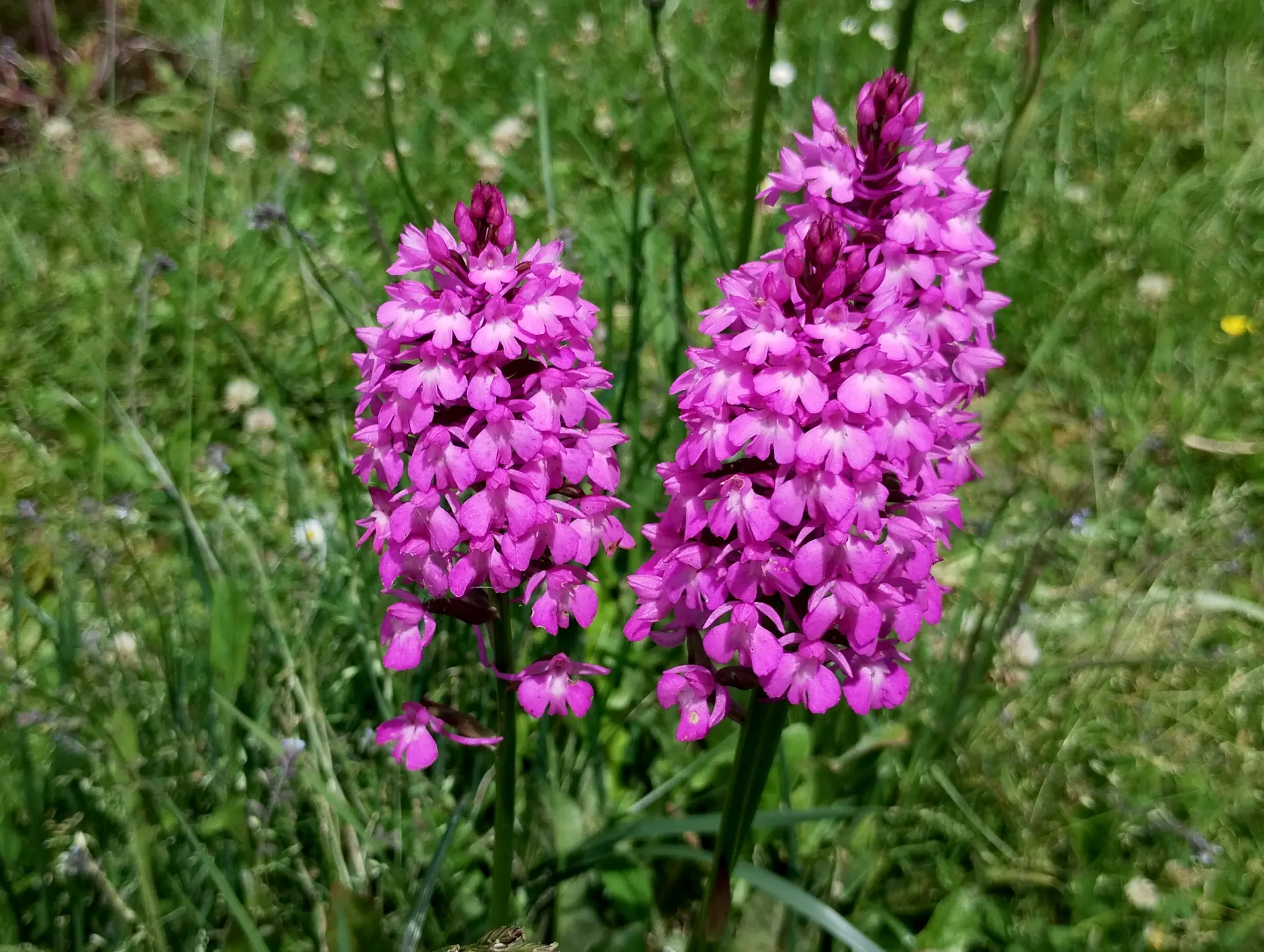 img/anacamptis-pyramidalis.webp