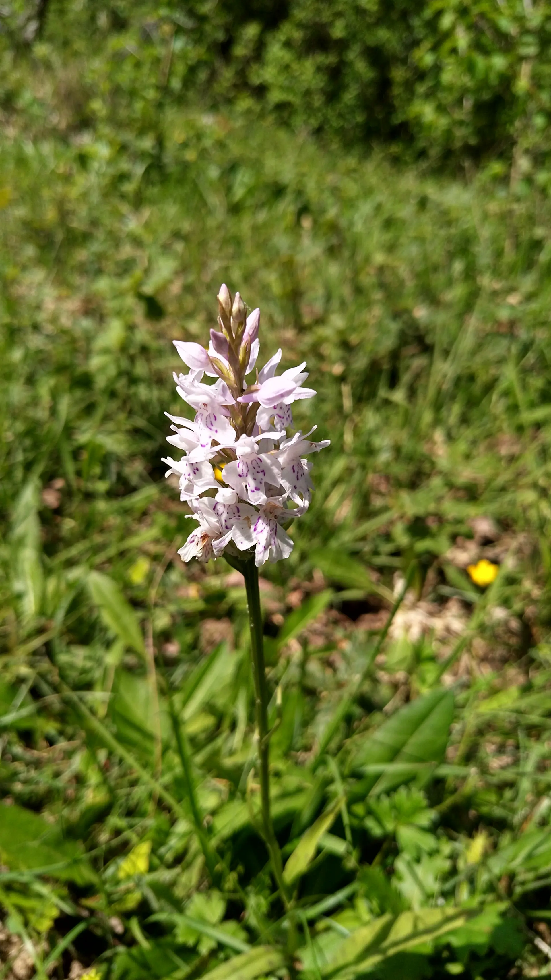 img/dactylorhiza-fuchsii-2.webp