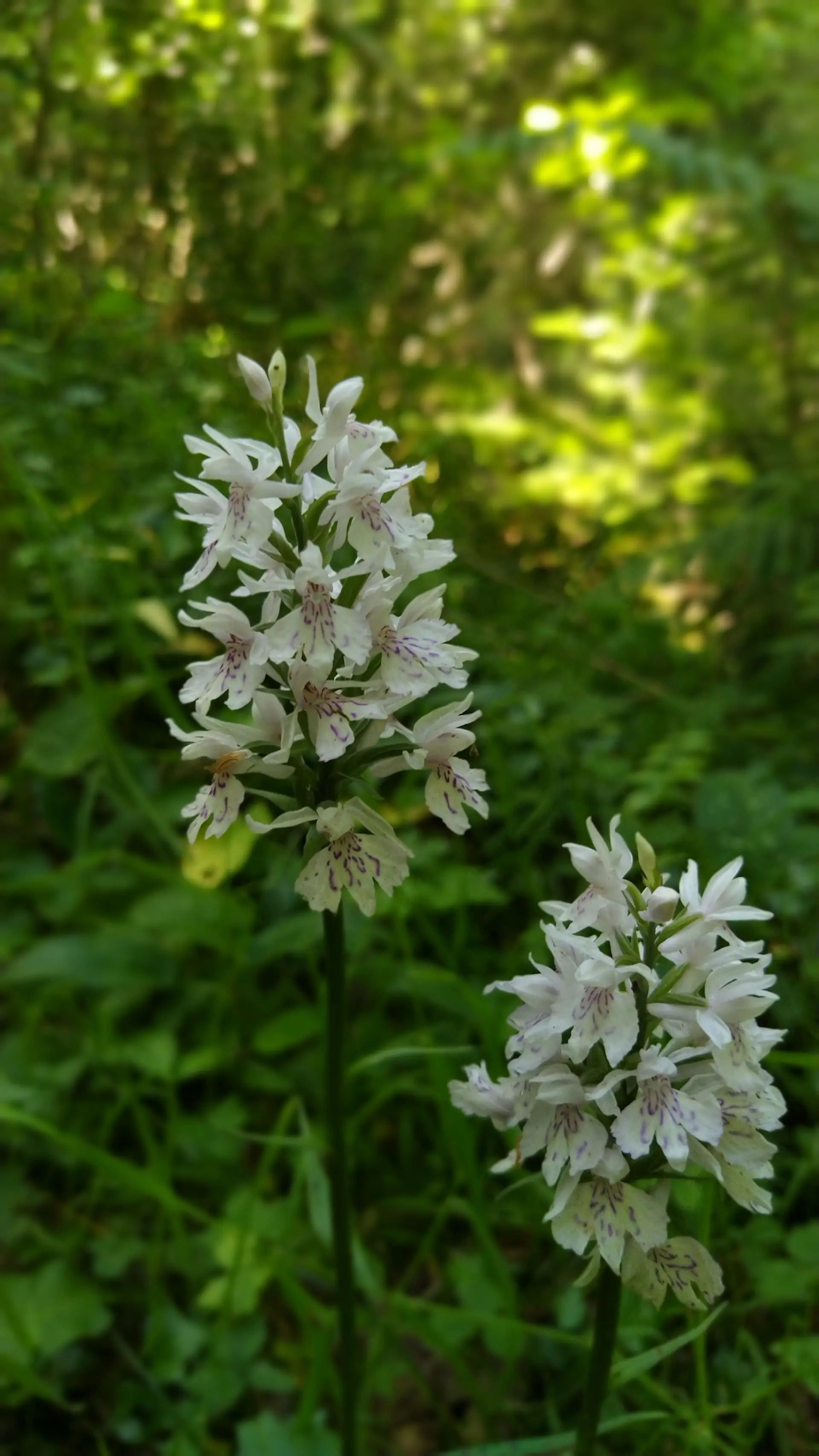 img/dactylorhiza-fuchsii.webp
