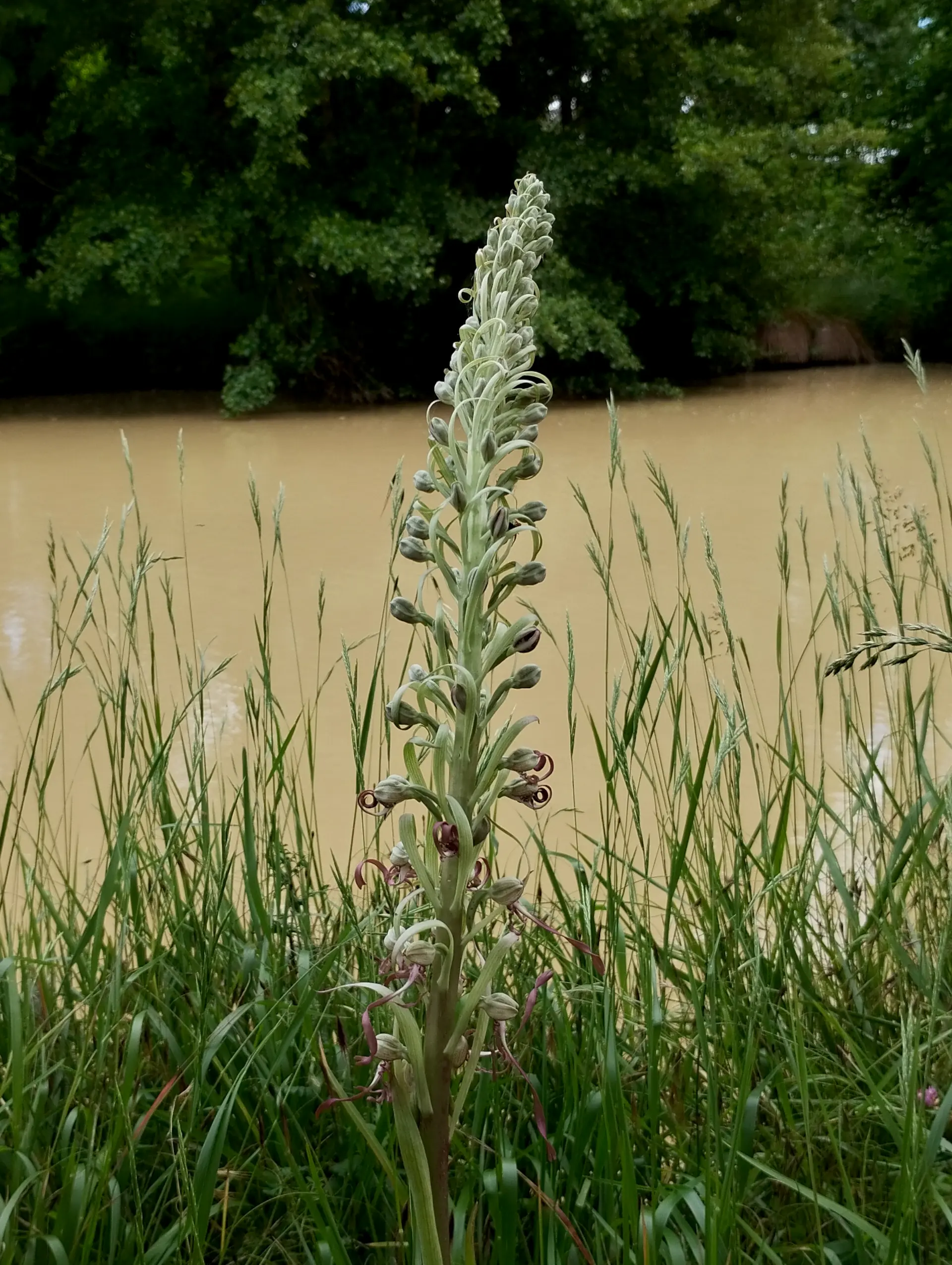 img/himantoglossum-hircinum-3.webp