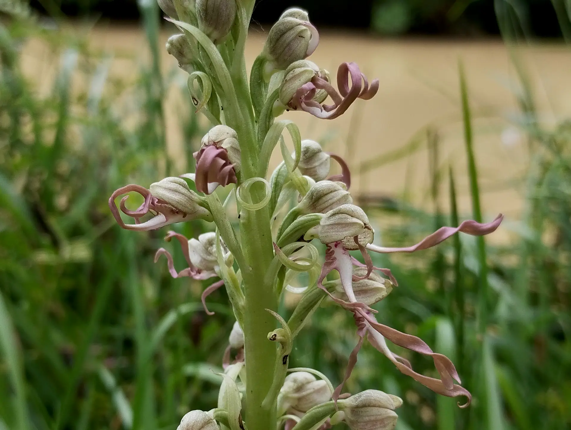 img/himantoglossum-hircinum-4.webp