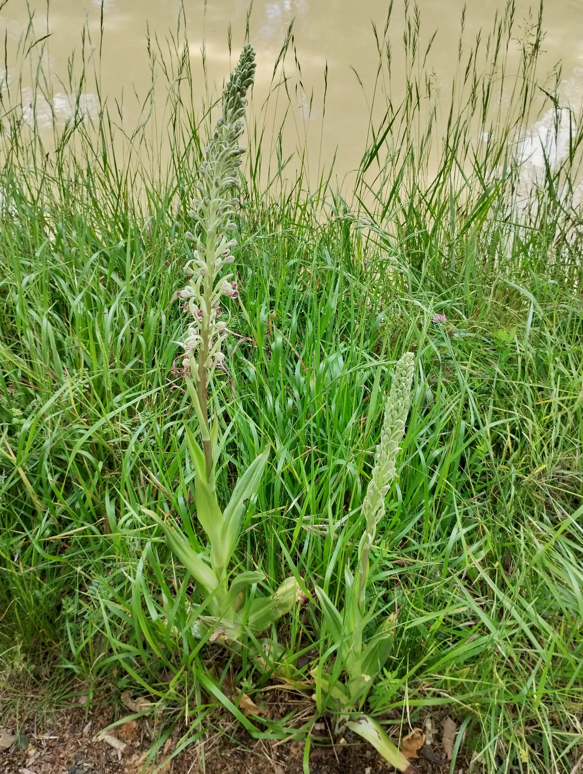 img/himantoglossum-hircinum-5.webp
