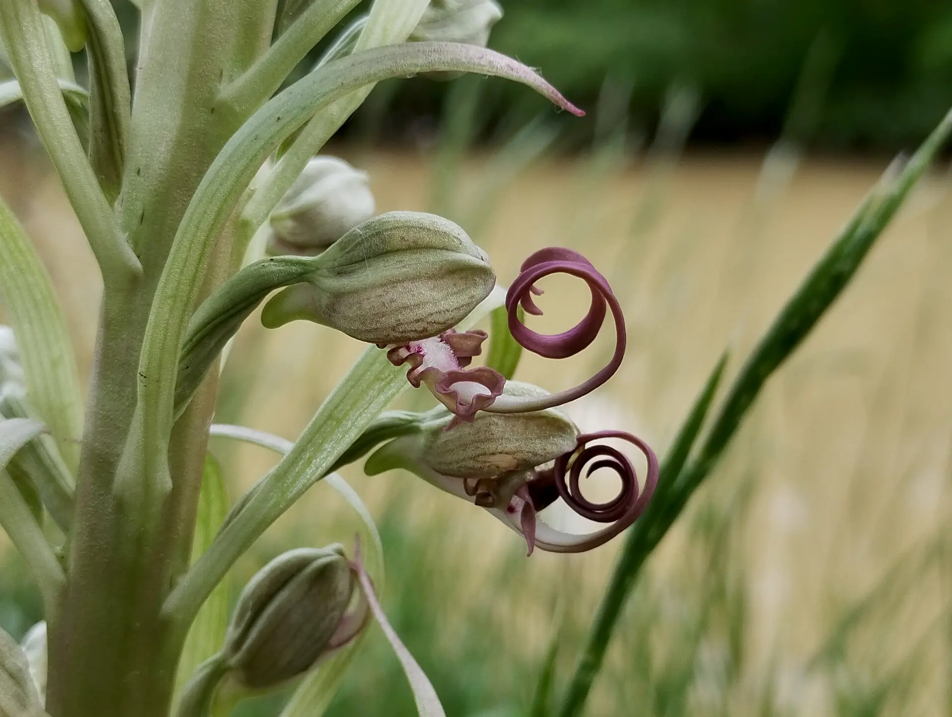 img/himantoglossum-hircinum-6.webp