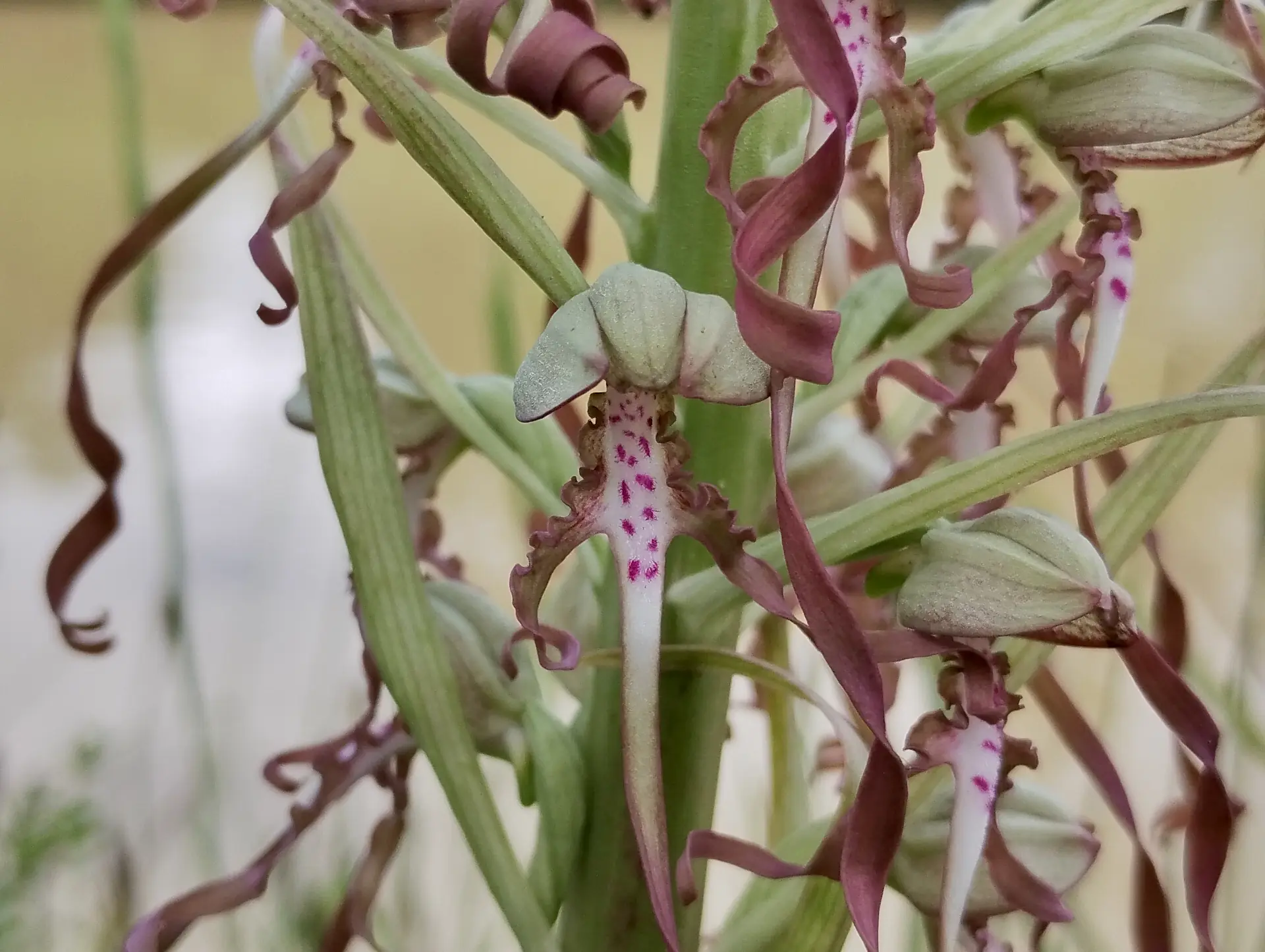 img/himantoglossum-hircinum-7.webp