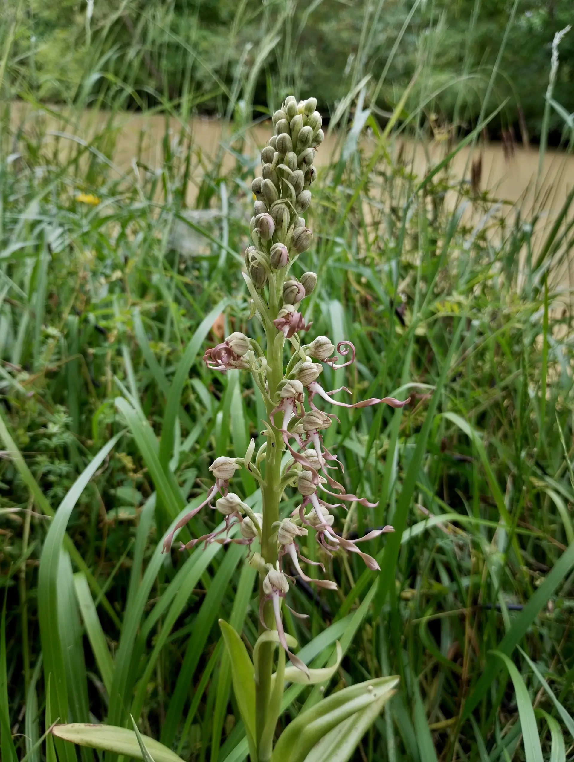 img/himantoglossum-hircinum.webp