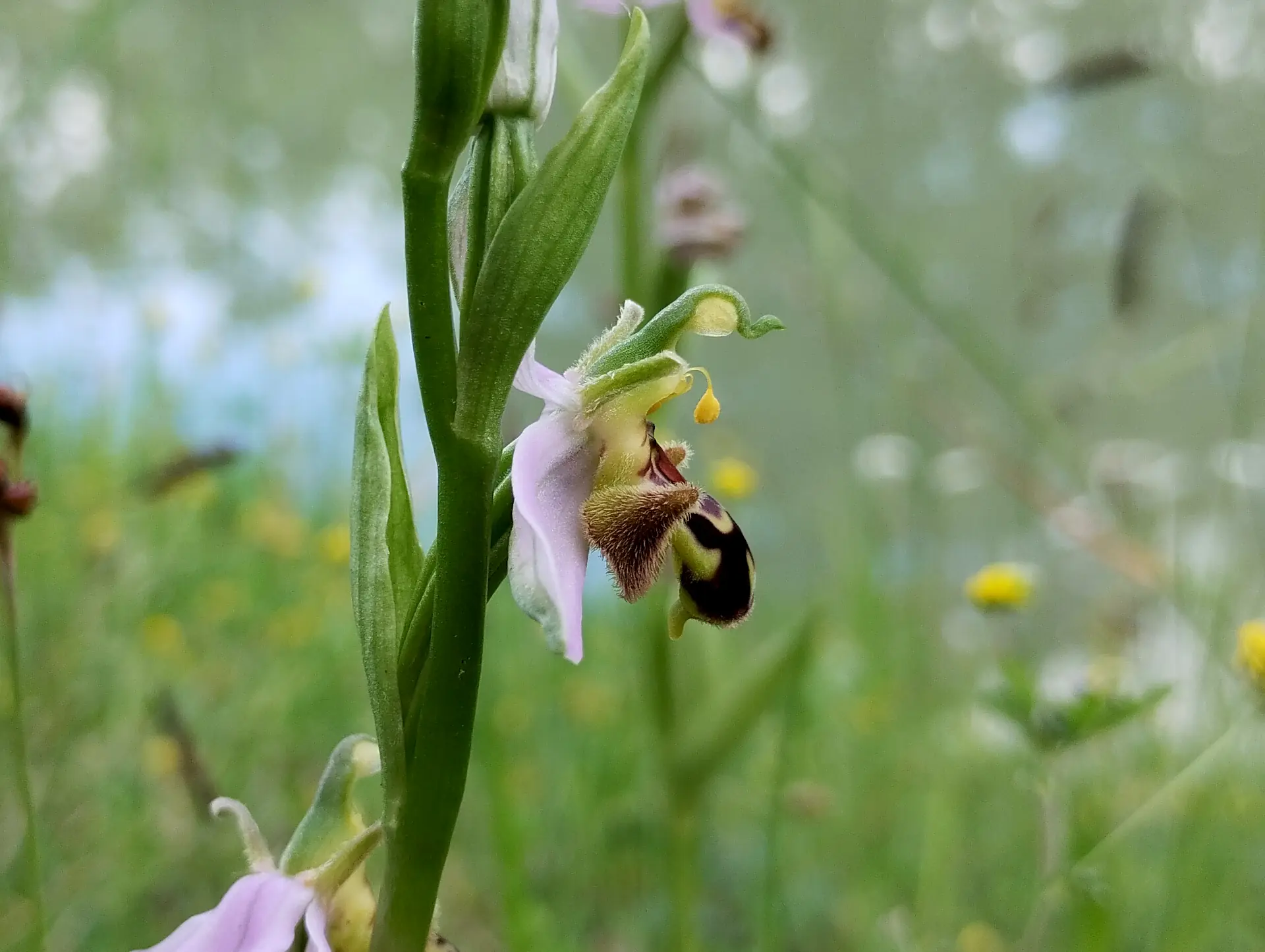 img/ophrys-apifera-aurita-2.webp