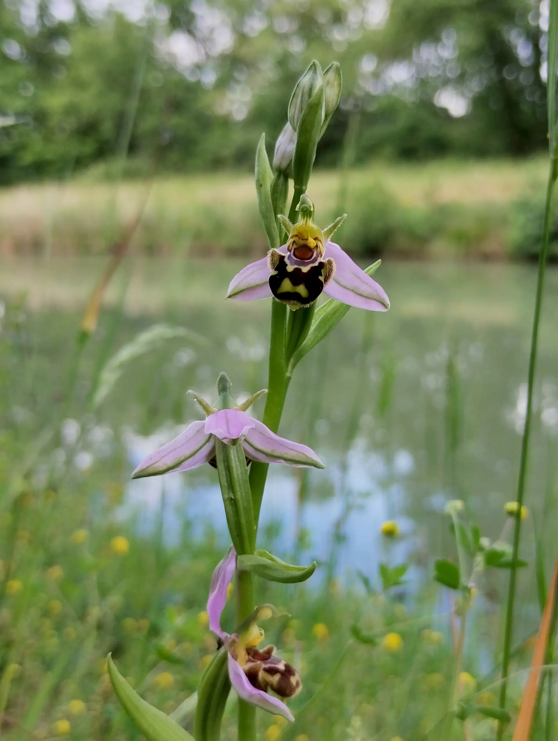 img/ophrys-apifera-aurita-3.webp