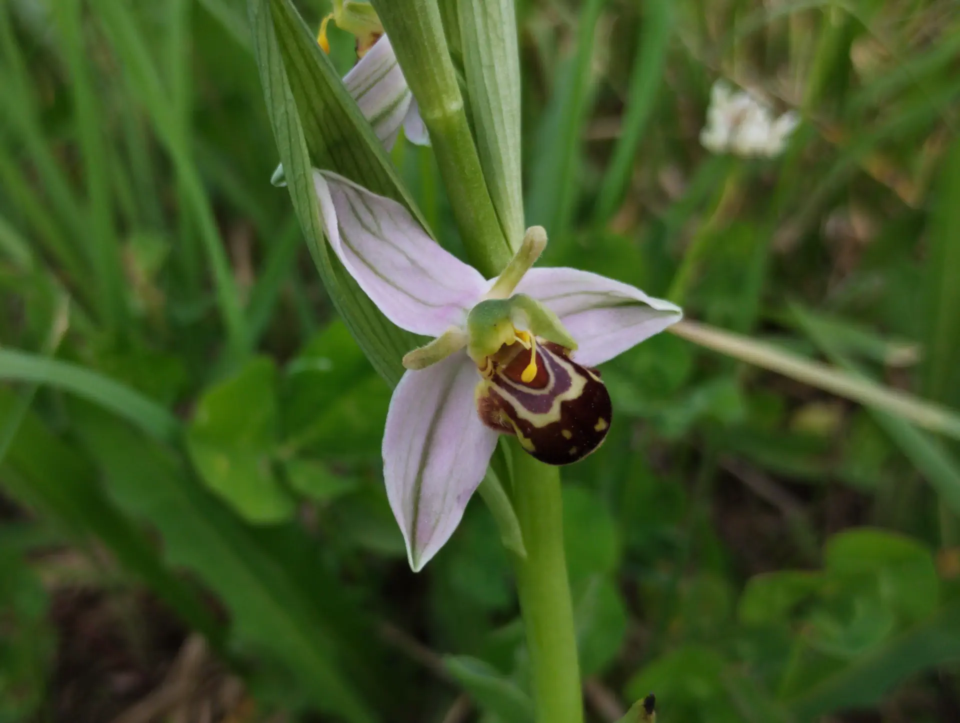 img/ophrys-apifera-aurita-4.webp