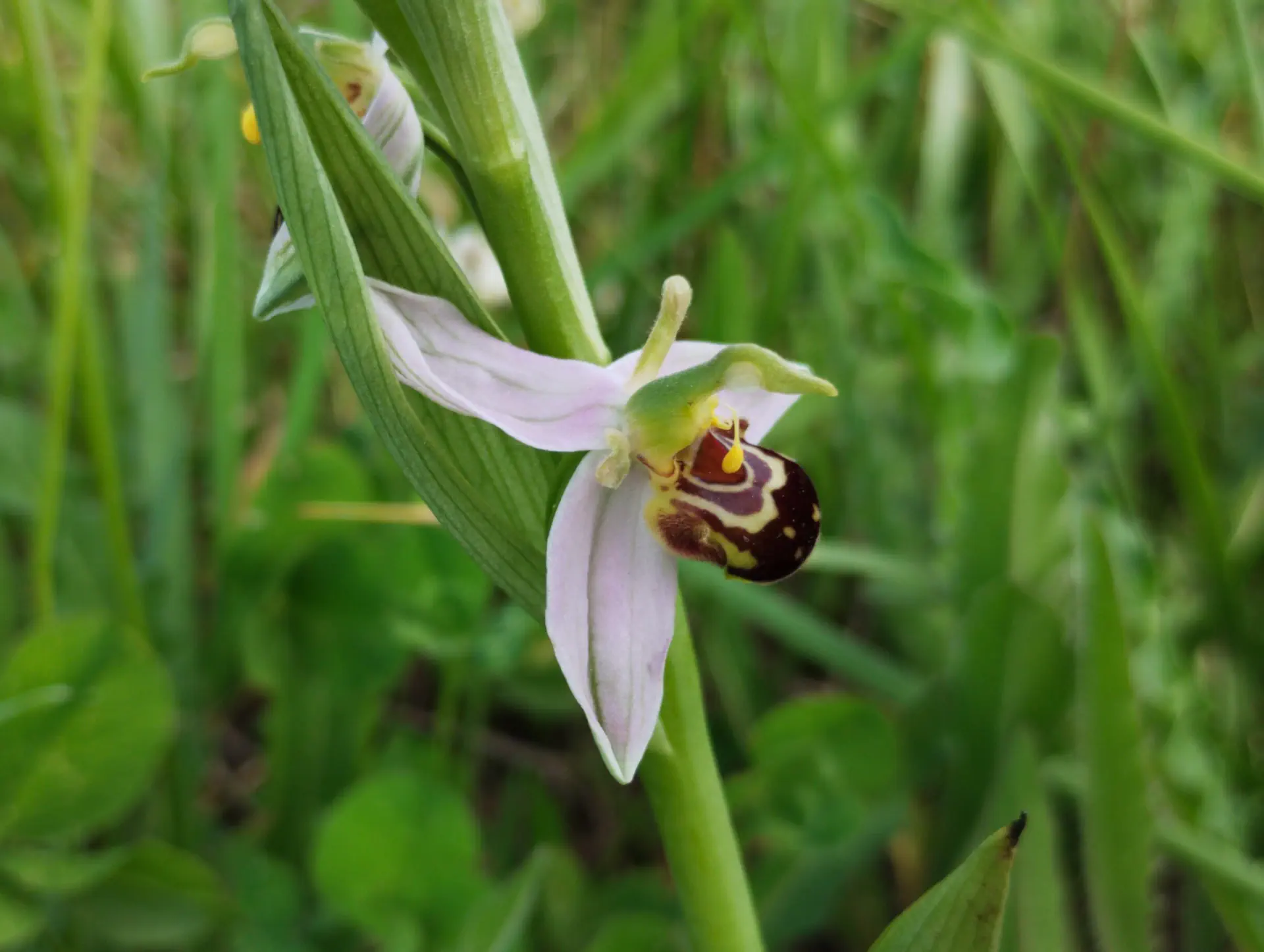 img/ophrys-apifera-aurita-5.webp