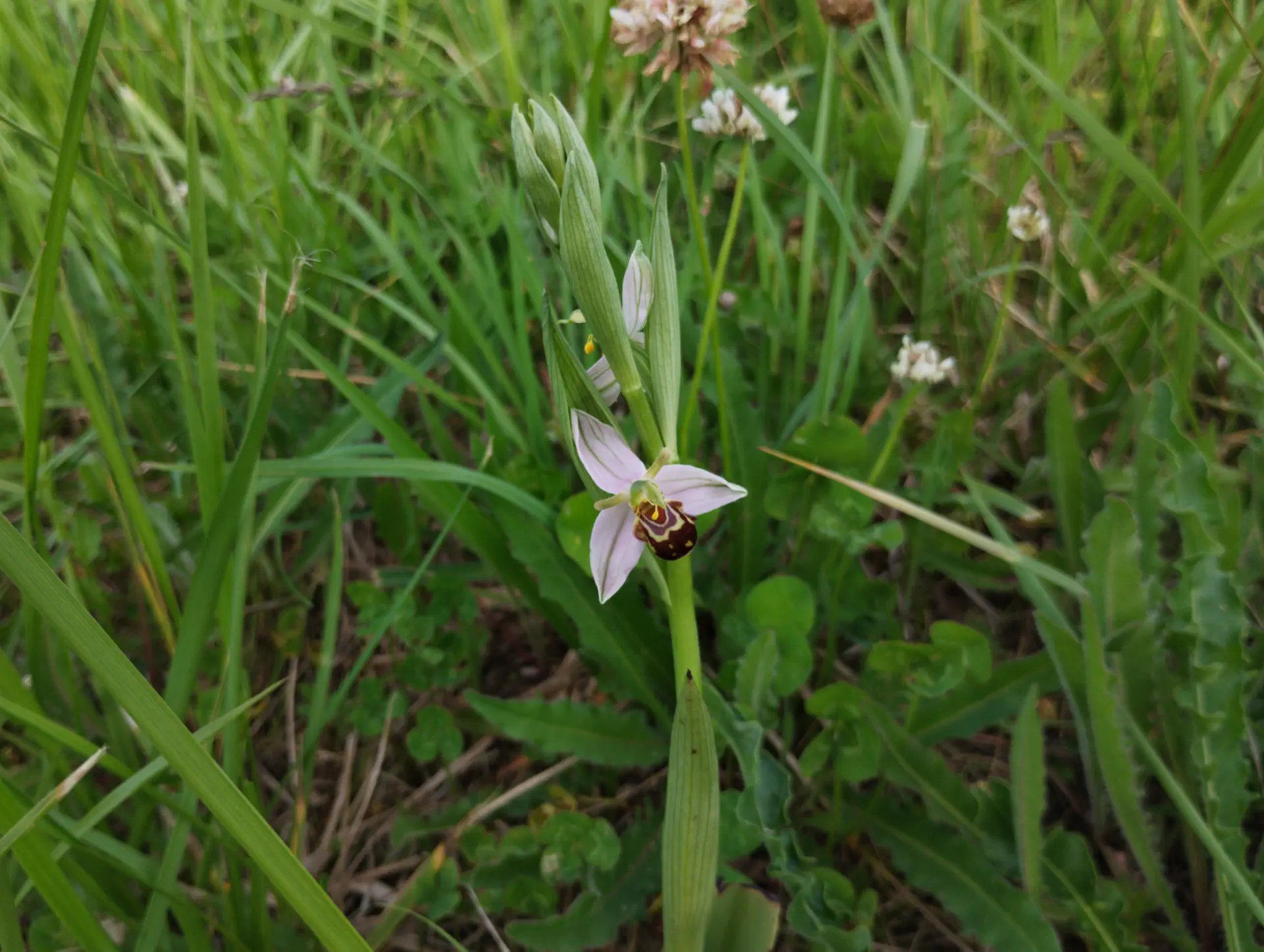 img/ophrys-apifera-aurita-6.webp