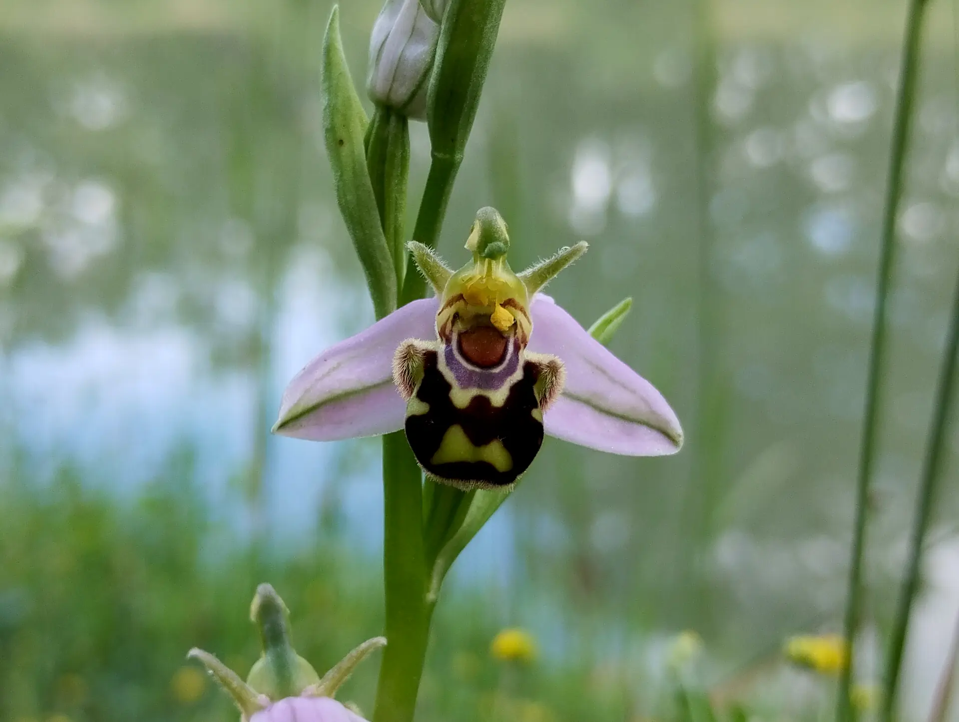 img/ophrys-apifera-aurita.webp