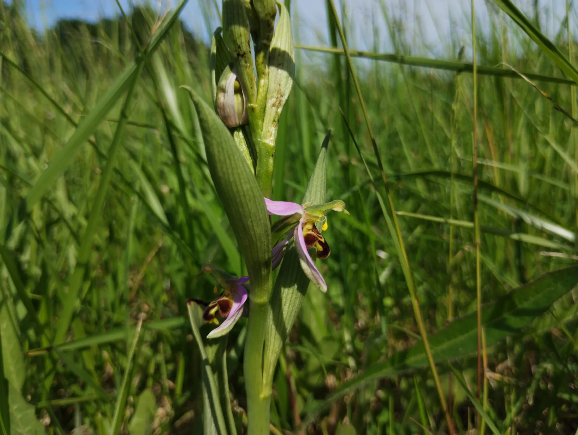 img/ophrys-apifera-10.webp