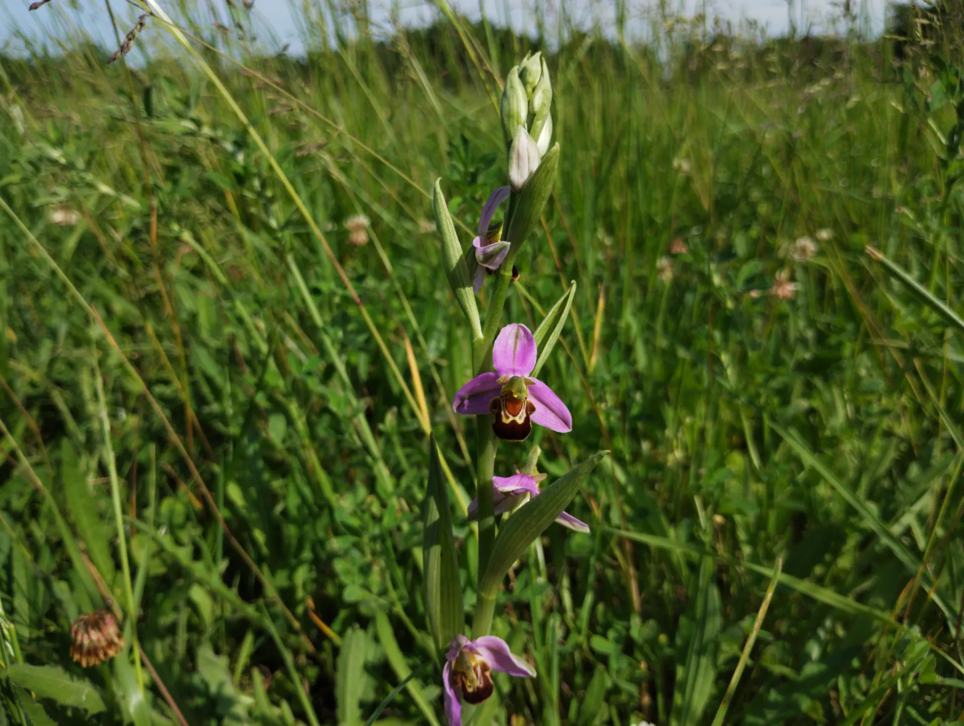 img/ophrys-apifera-11.webp
