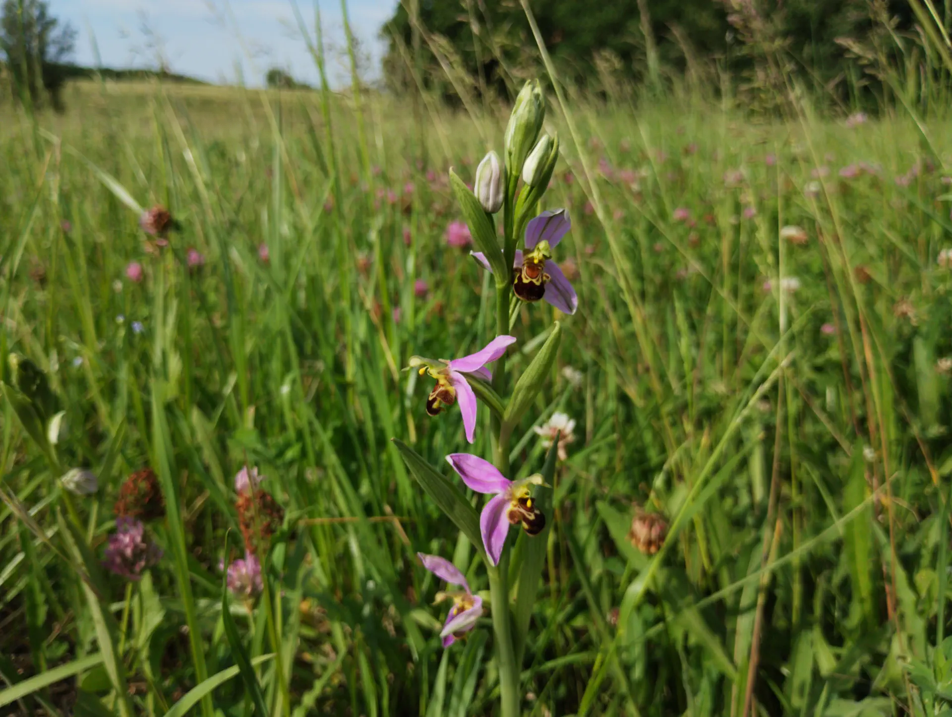 img/ophrys-apifera-12.webp