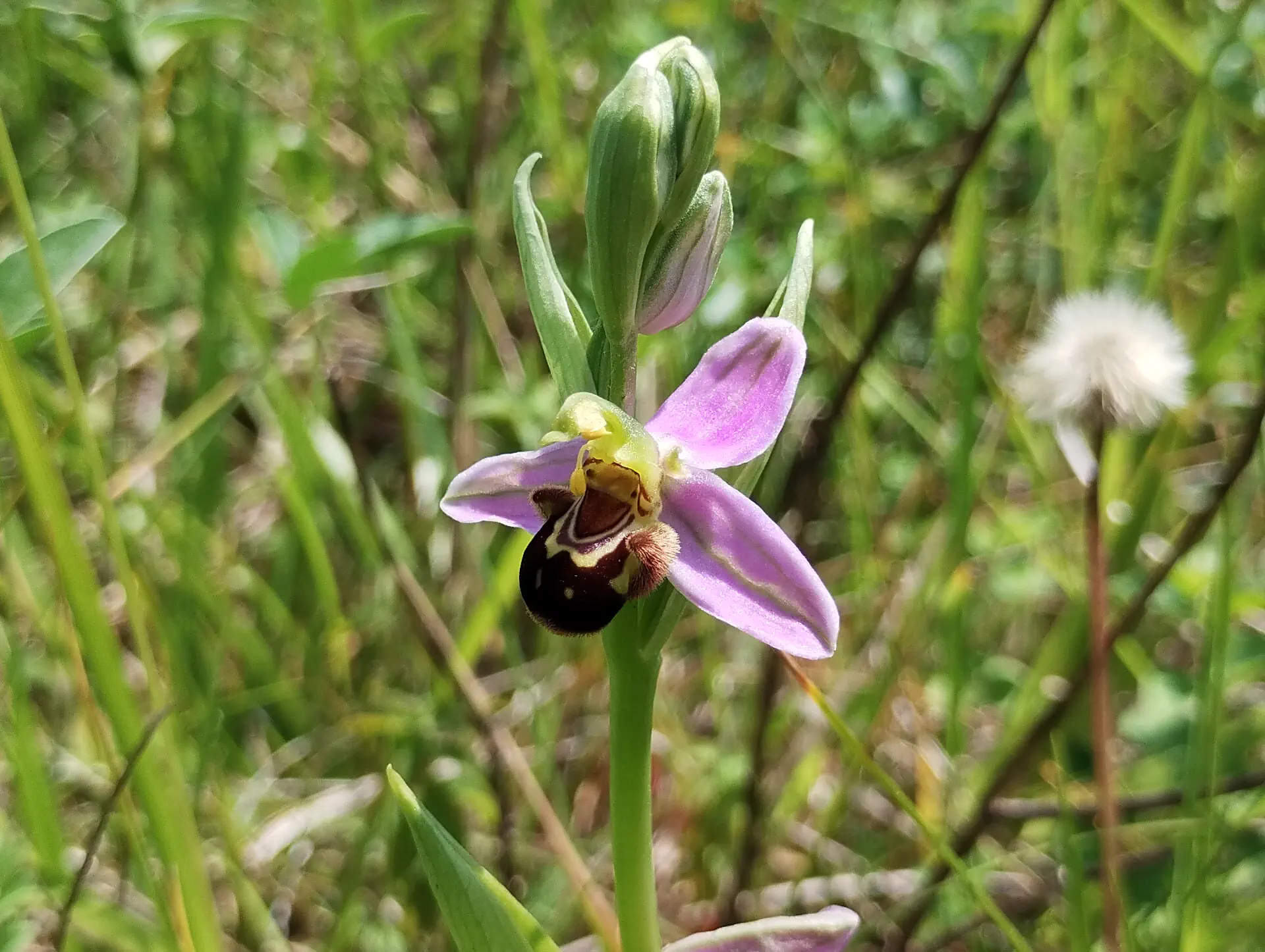 img/ophrys-apifera-2.webp
