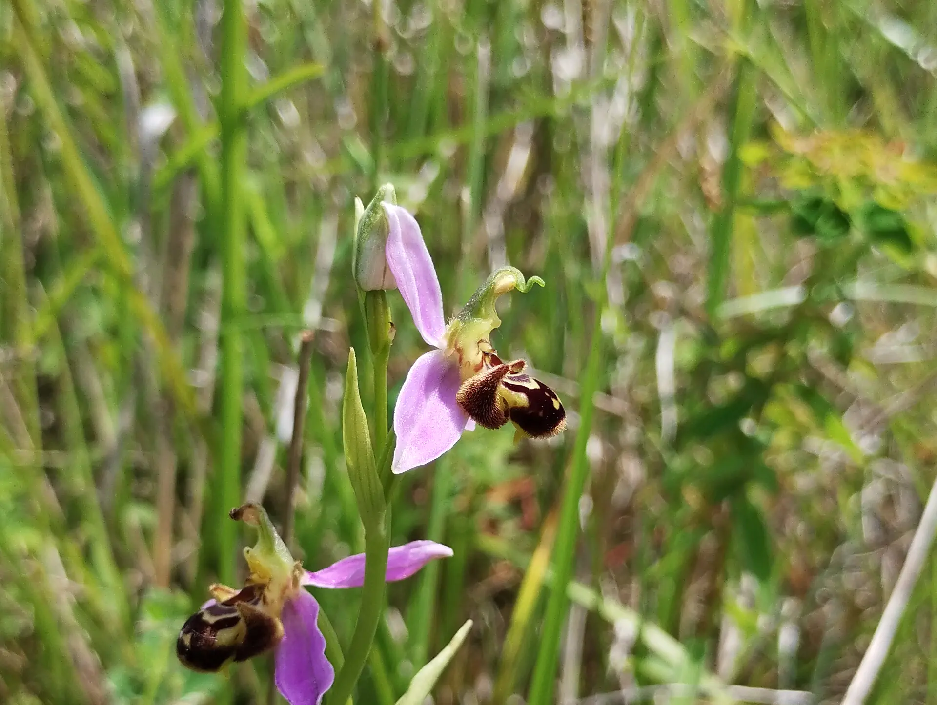 img/ophrys-apifera-3.webp
