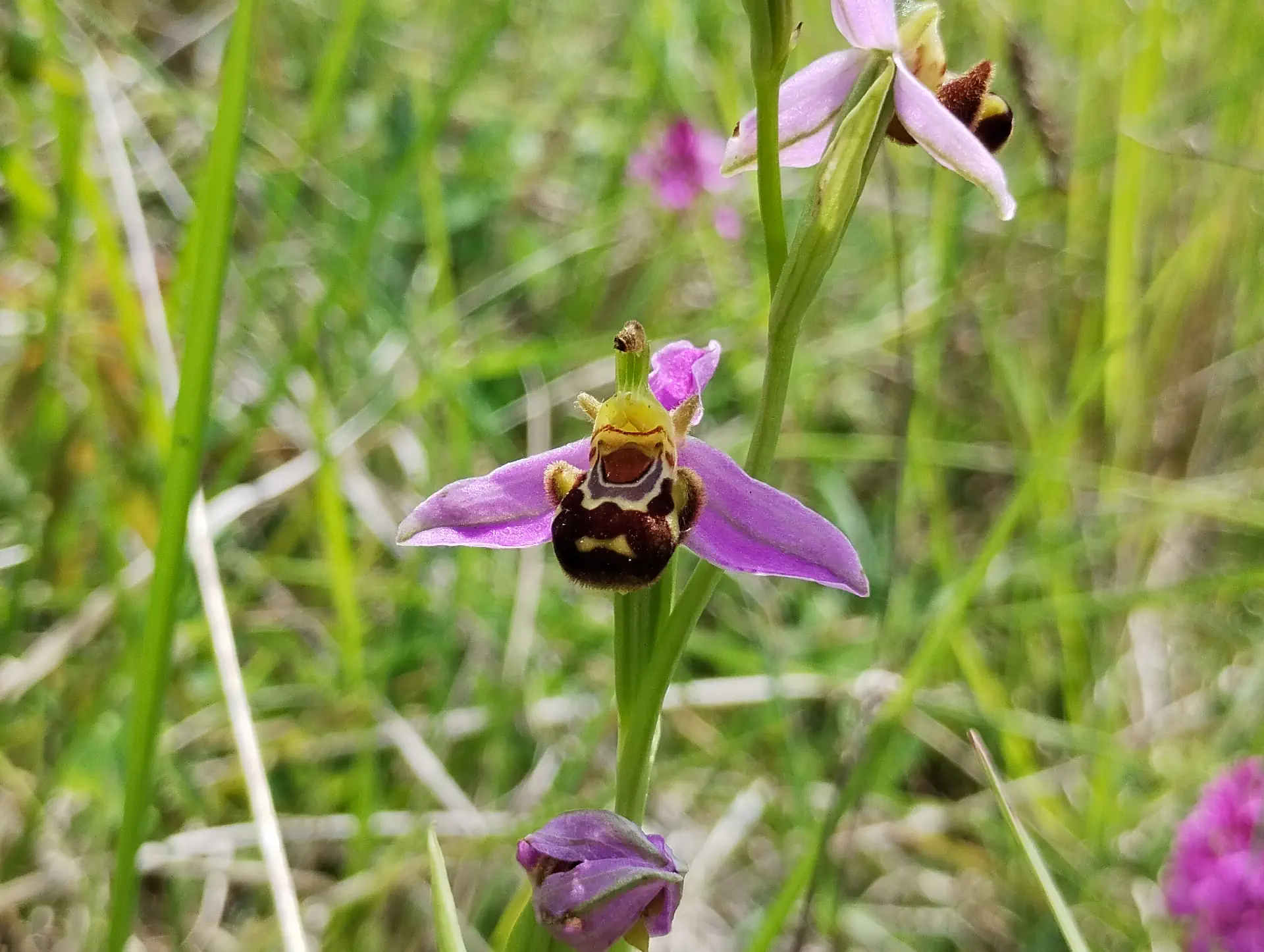 img/ophrys-apifera-4.webp
