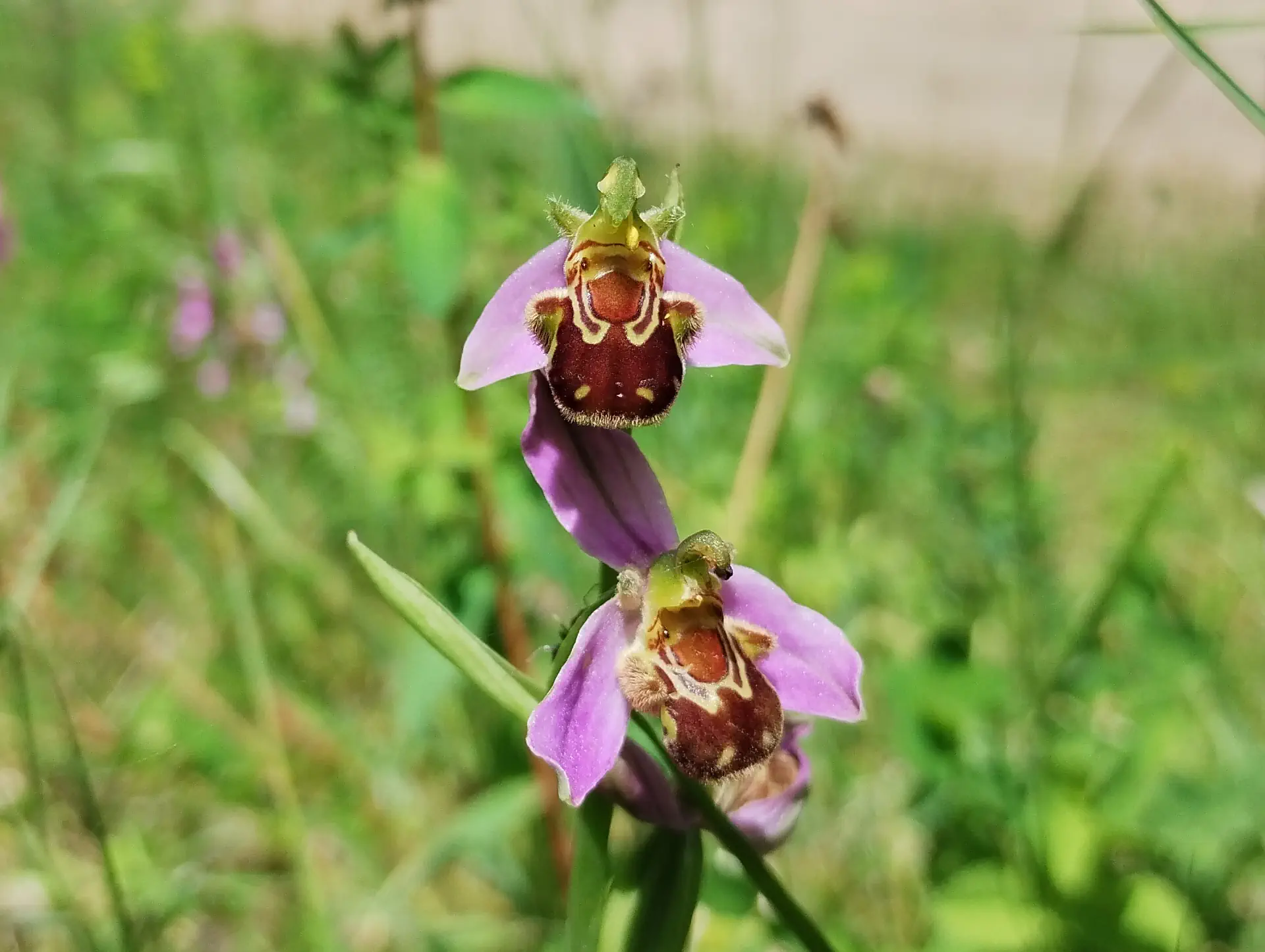 img/ophrys-apifera-5.webp