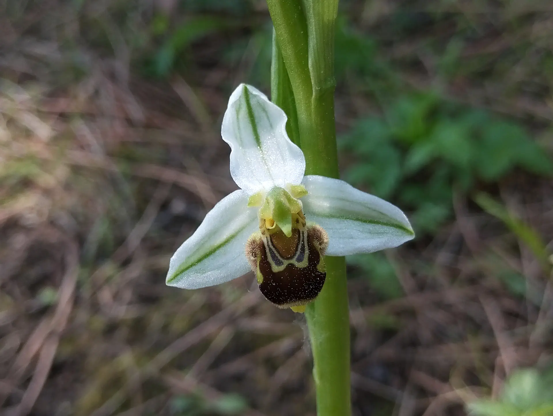 img/ophrys-apifera-6.webp