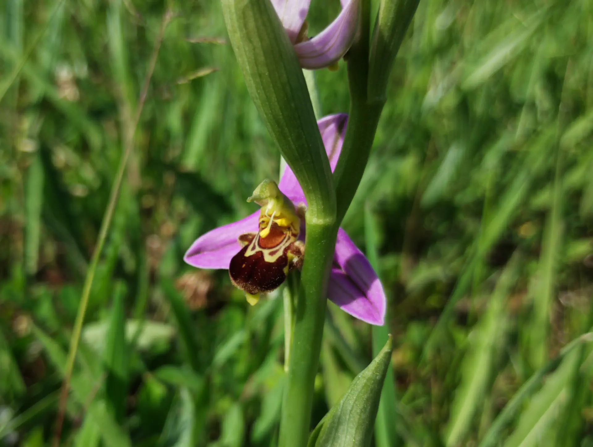 img/ophrys-apifera-7.webp