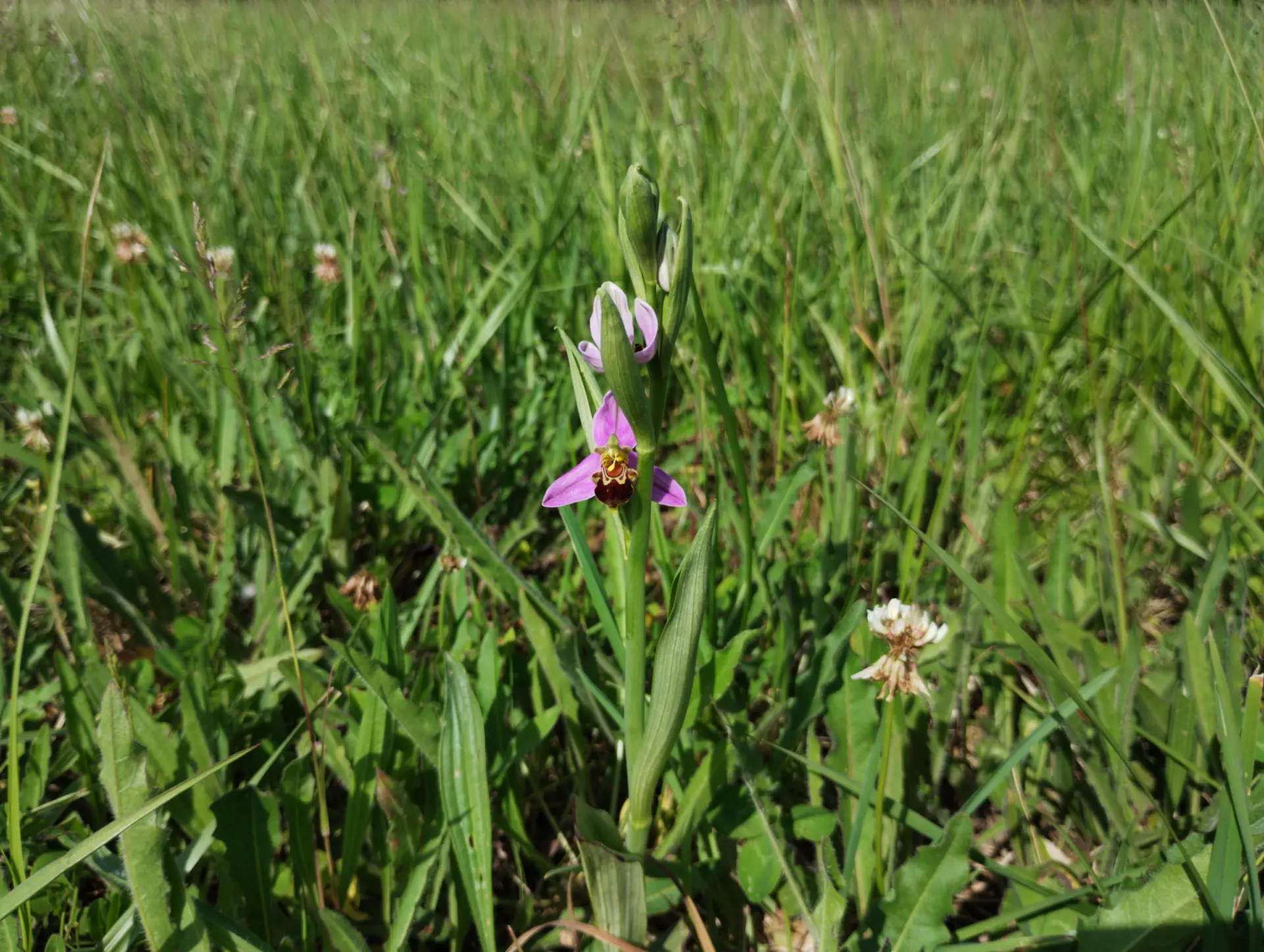 img/ophrys-apifera-8.webp