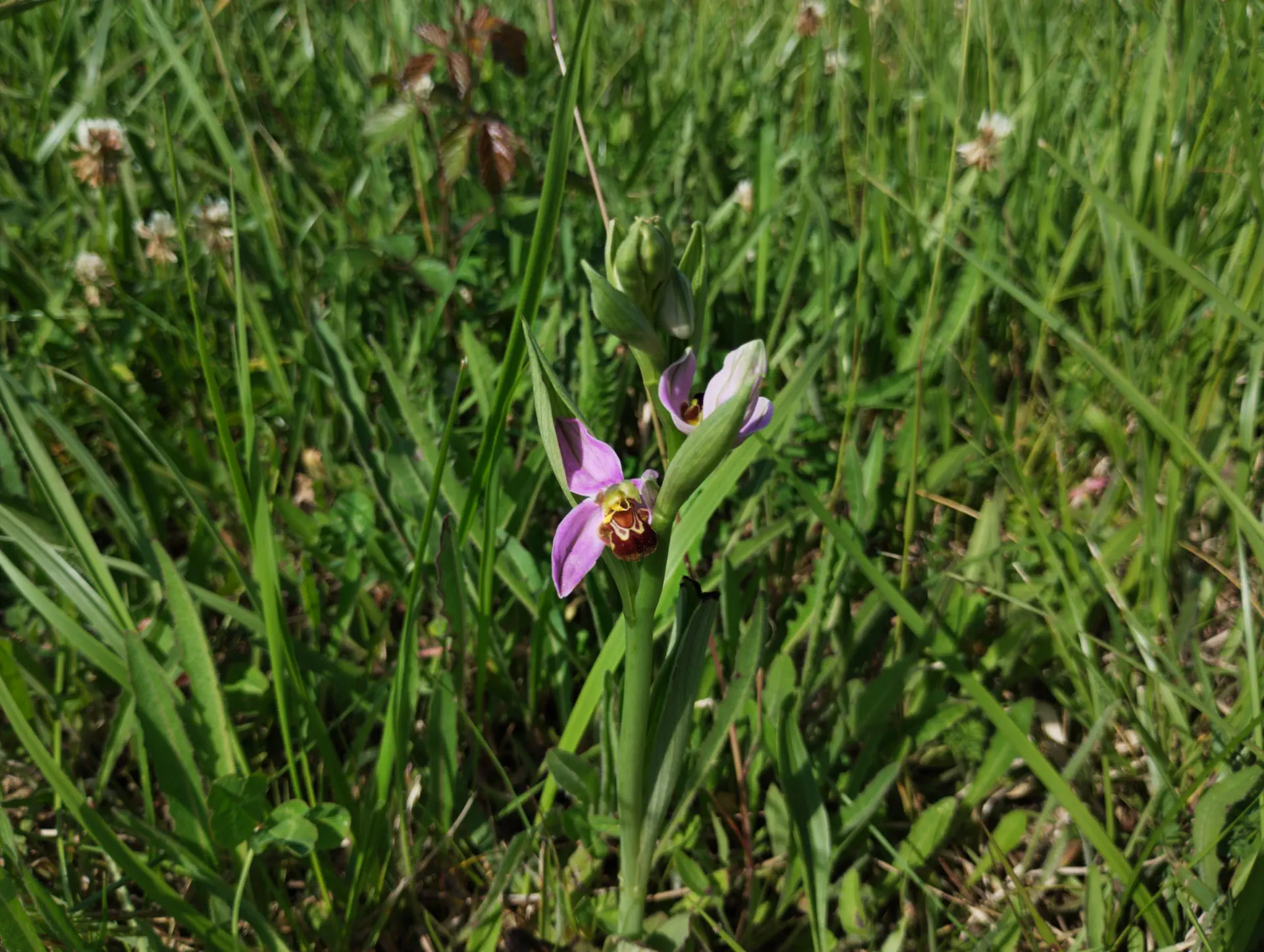 img/ophrys-apifera-9.webp