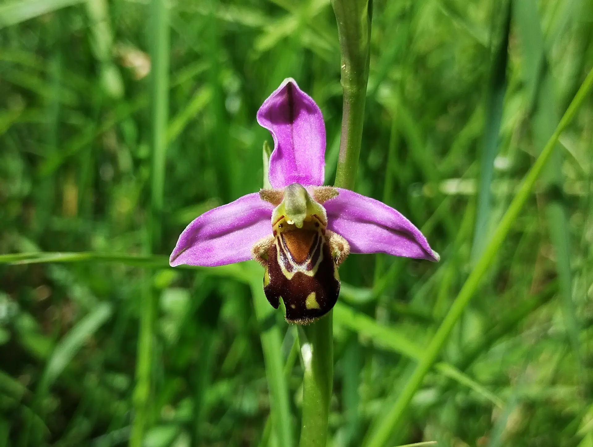img/ophrys-apifera.webp