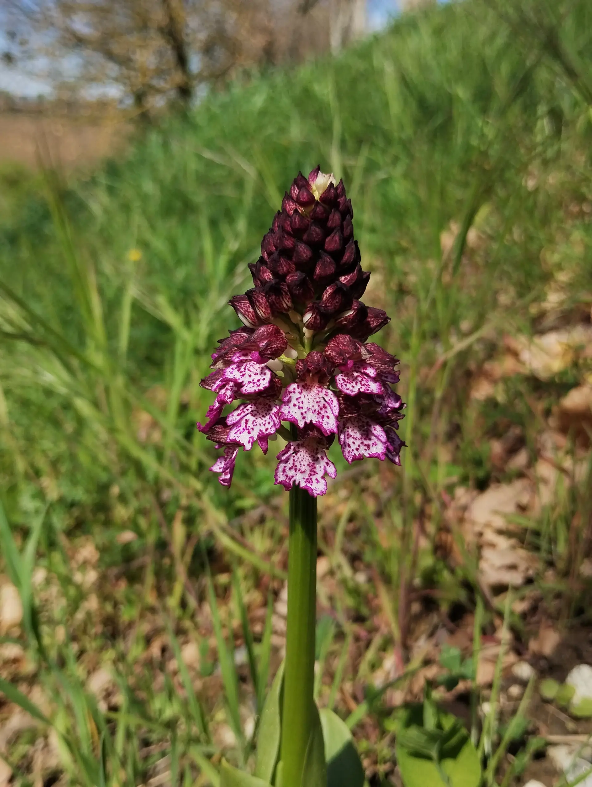 img/orchis-purpurea-2.webp