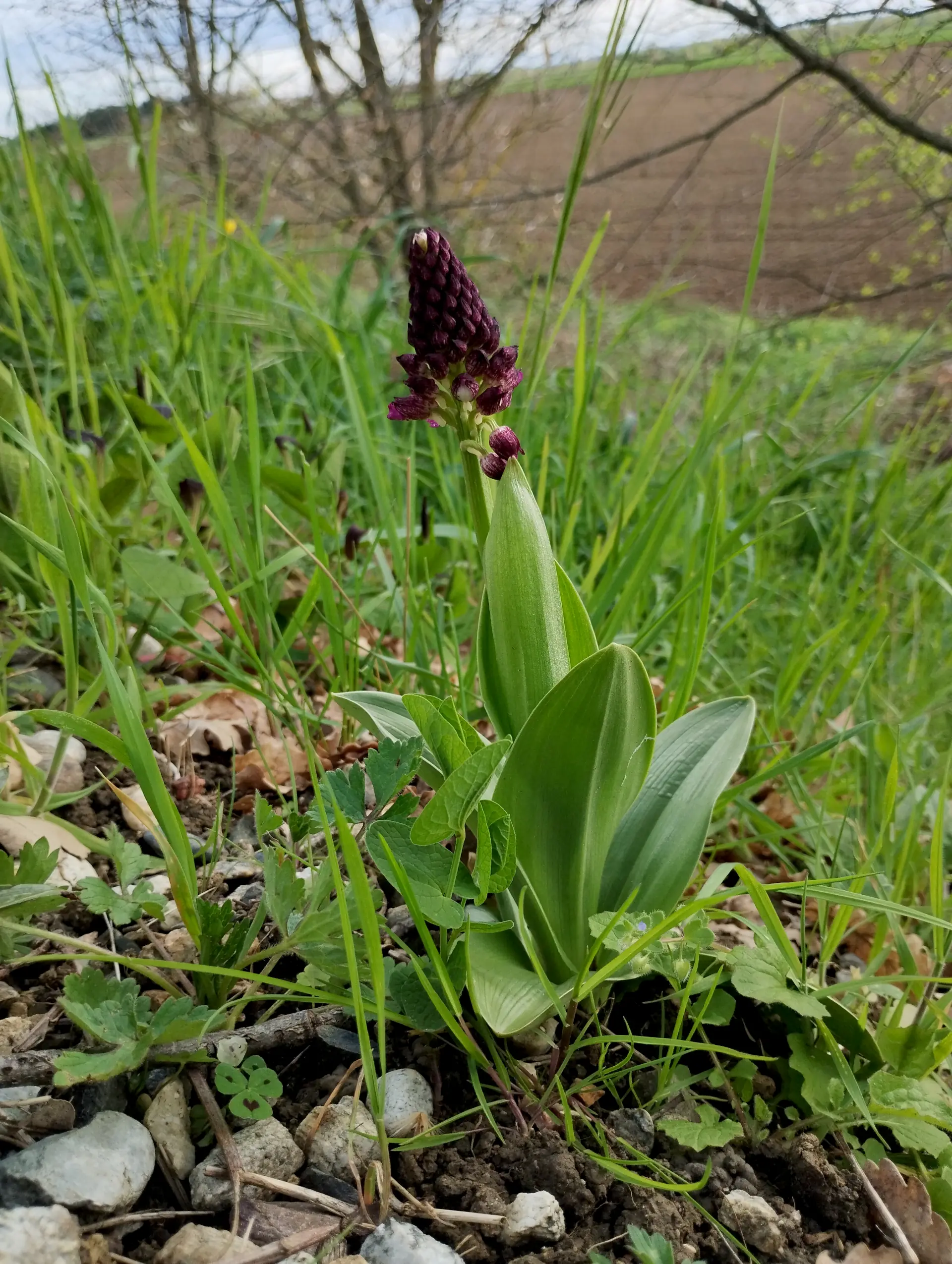 img/orchis-purpurea-3.webp