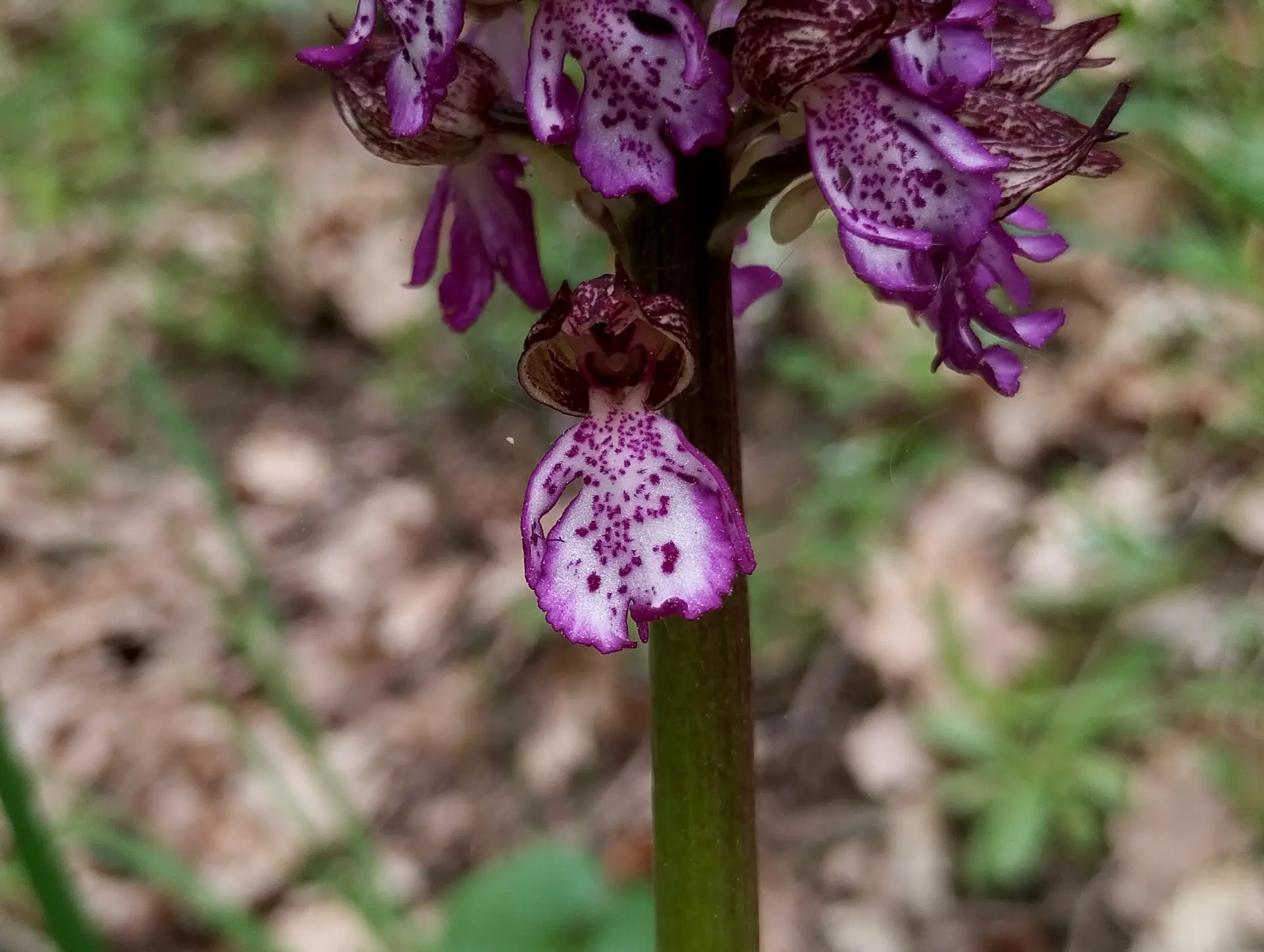 img/orchis-purpurea-4.webp
