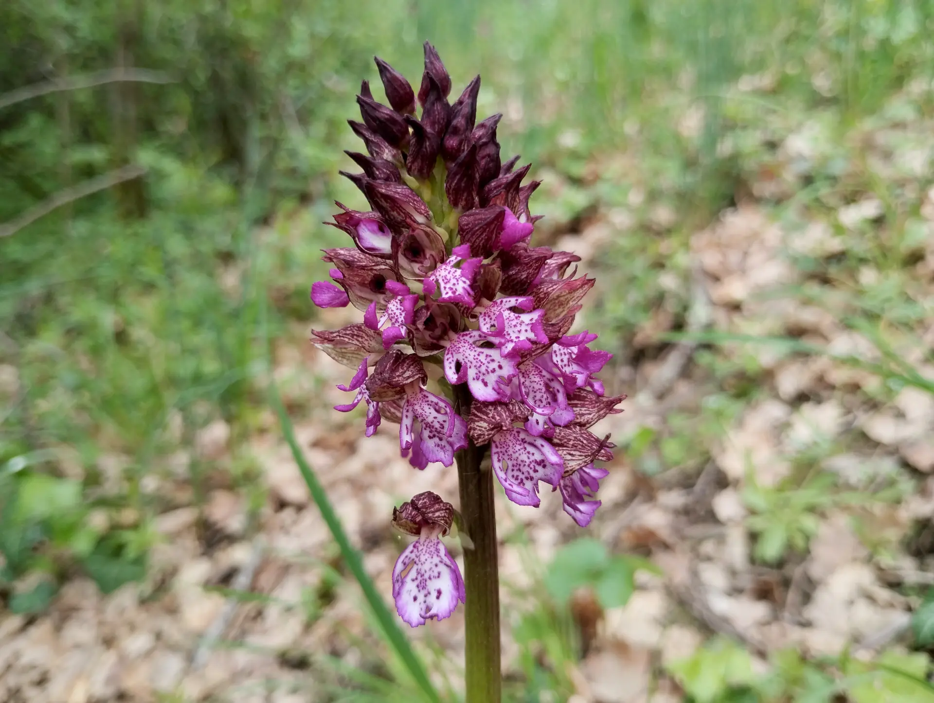 img/orchis-purpurea-5.webp