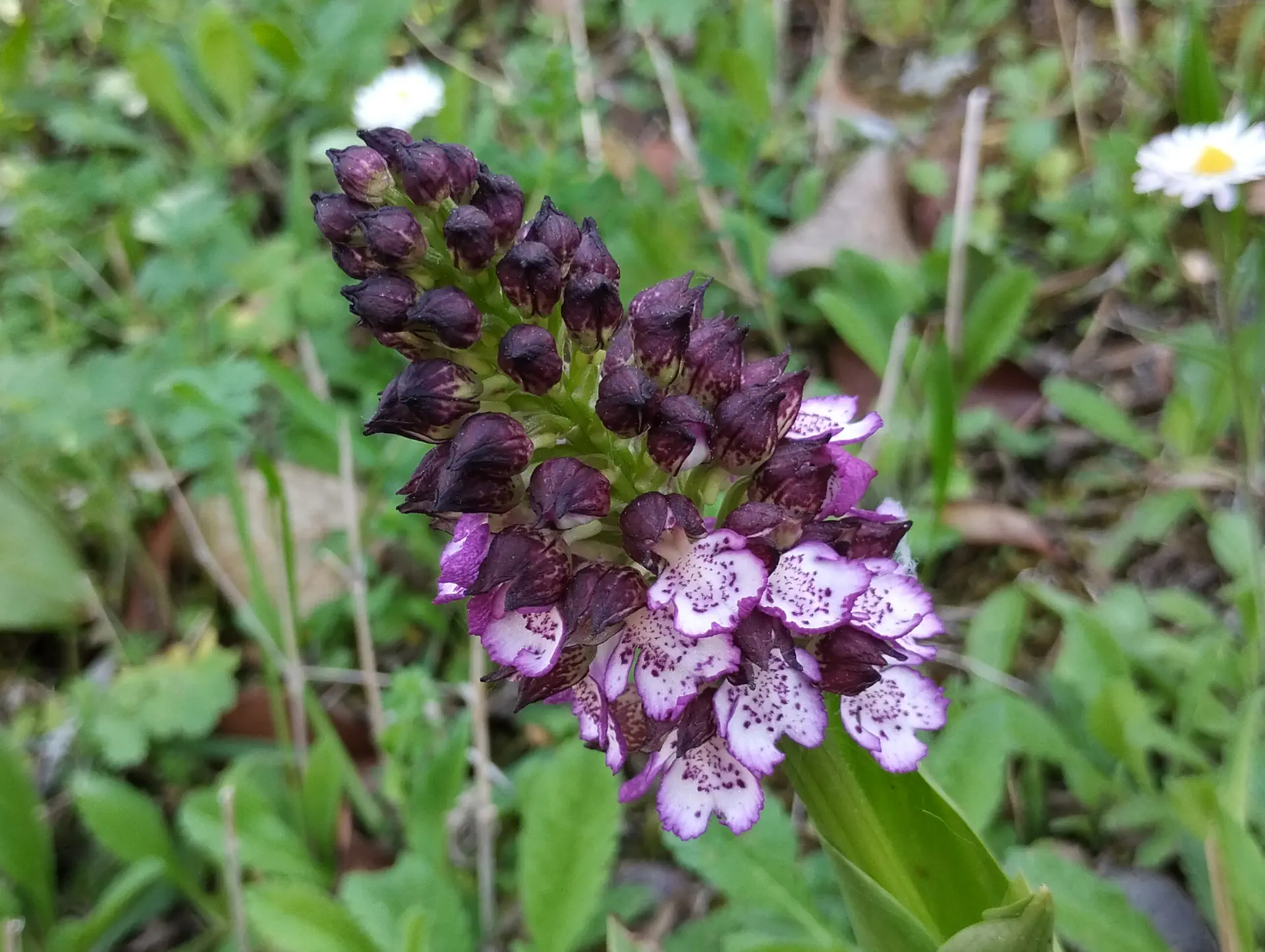 img/orchis-purpurea-6.webp