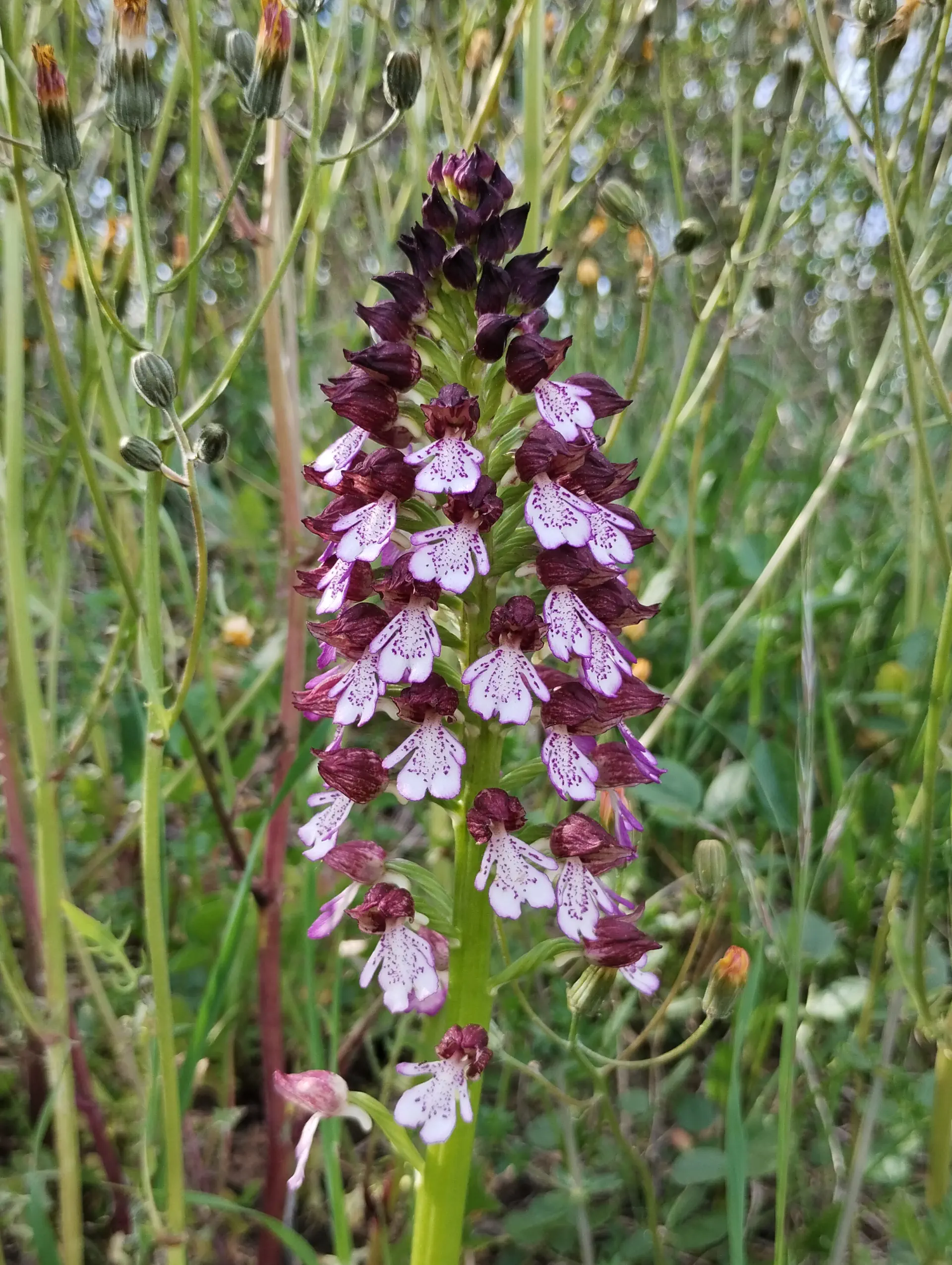 img/orchis-purpurea-7.webp