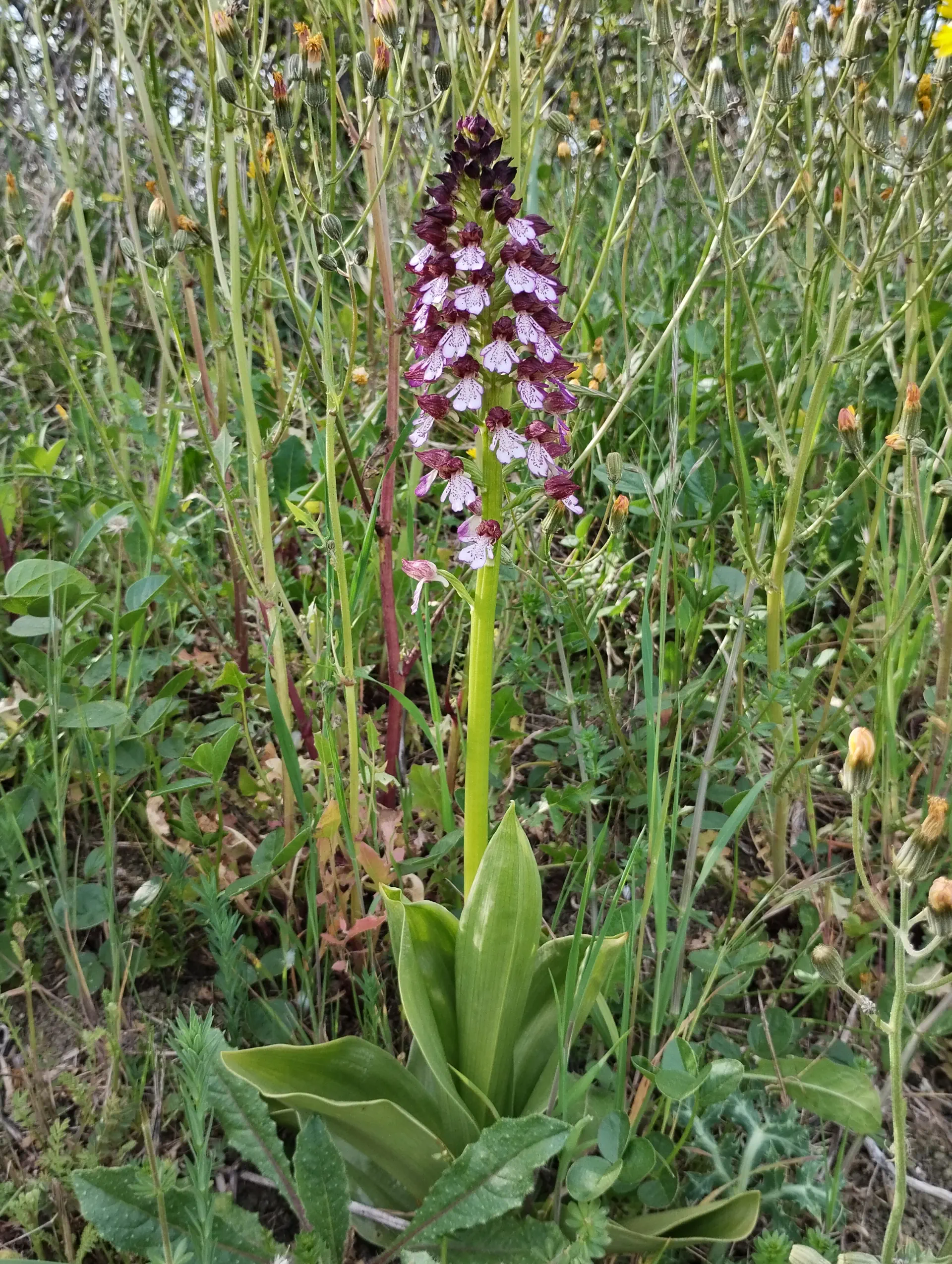 img/orchis-purpurea-8.webp