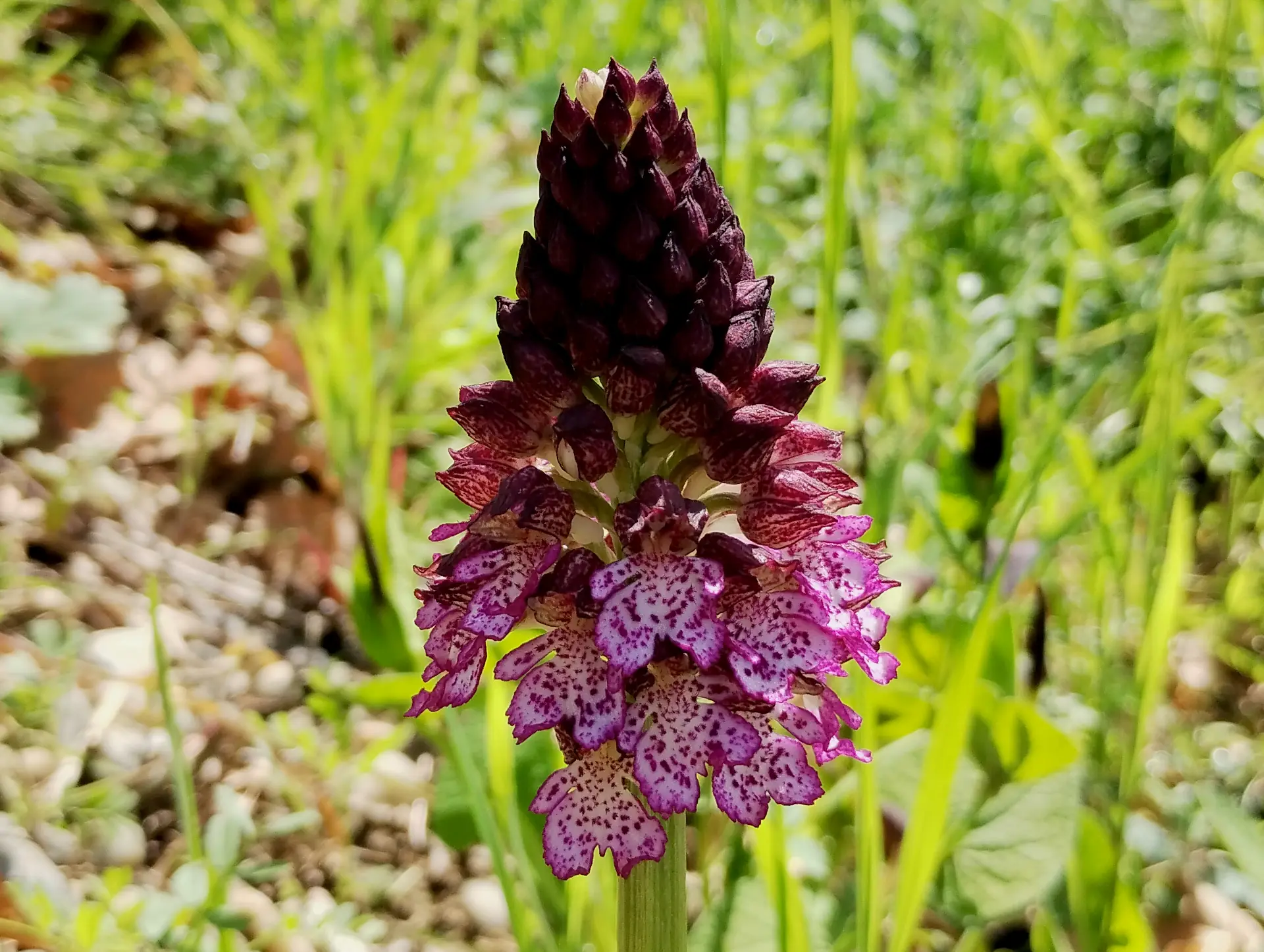 img/orchis-purpurea.webp