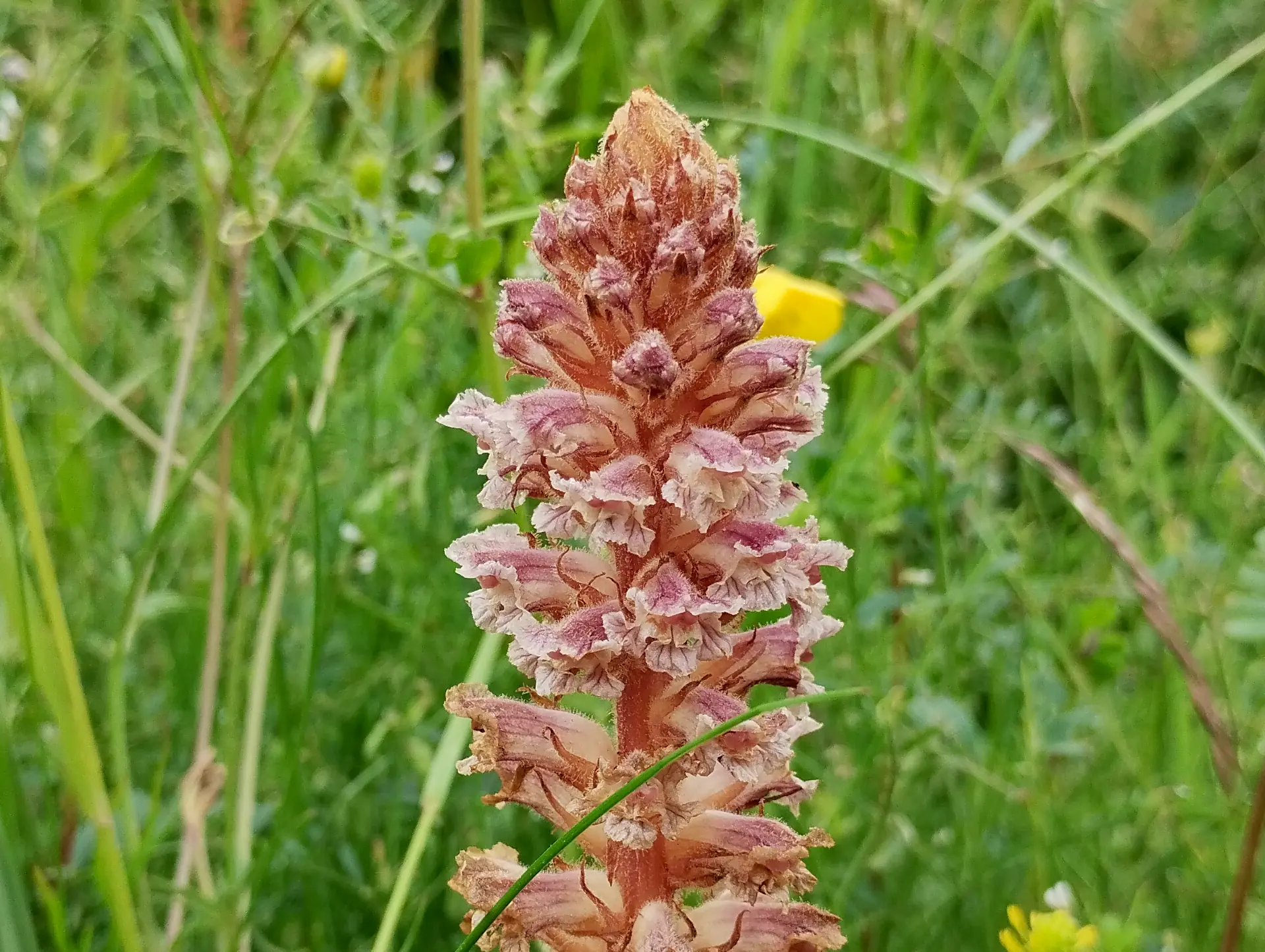 img/orobanche-minor.webp