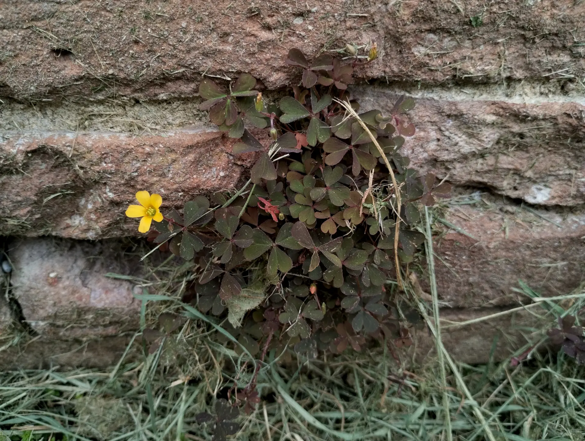 img/oxalis-corniculata-2.webp