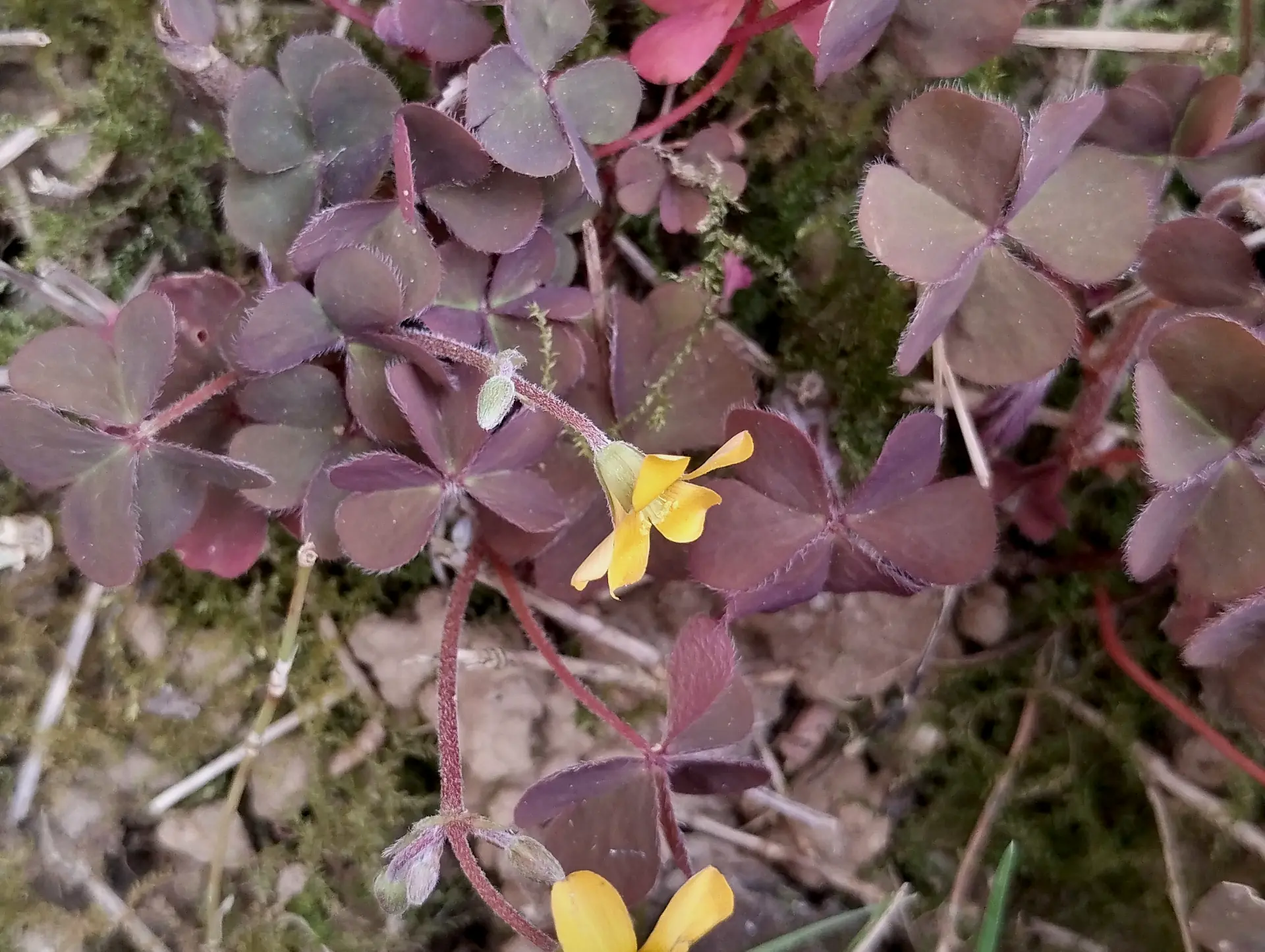 img/oxalis-corniculata-3.webp