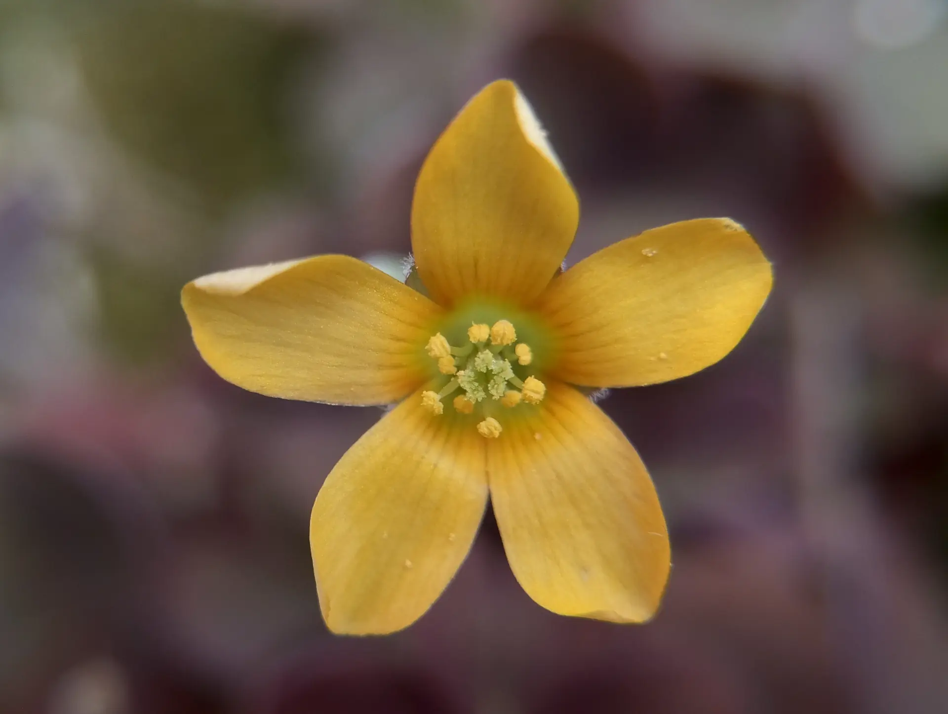 img/oxalis-corniculata-4.webp