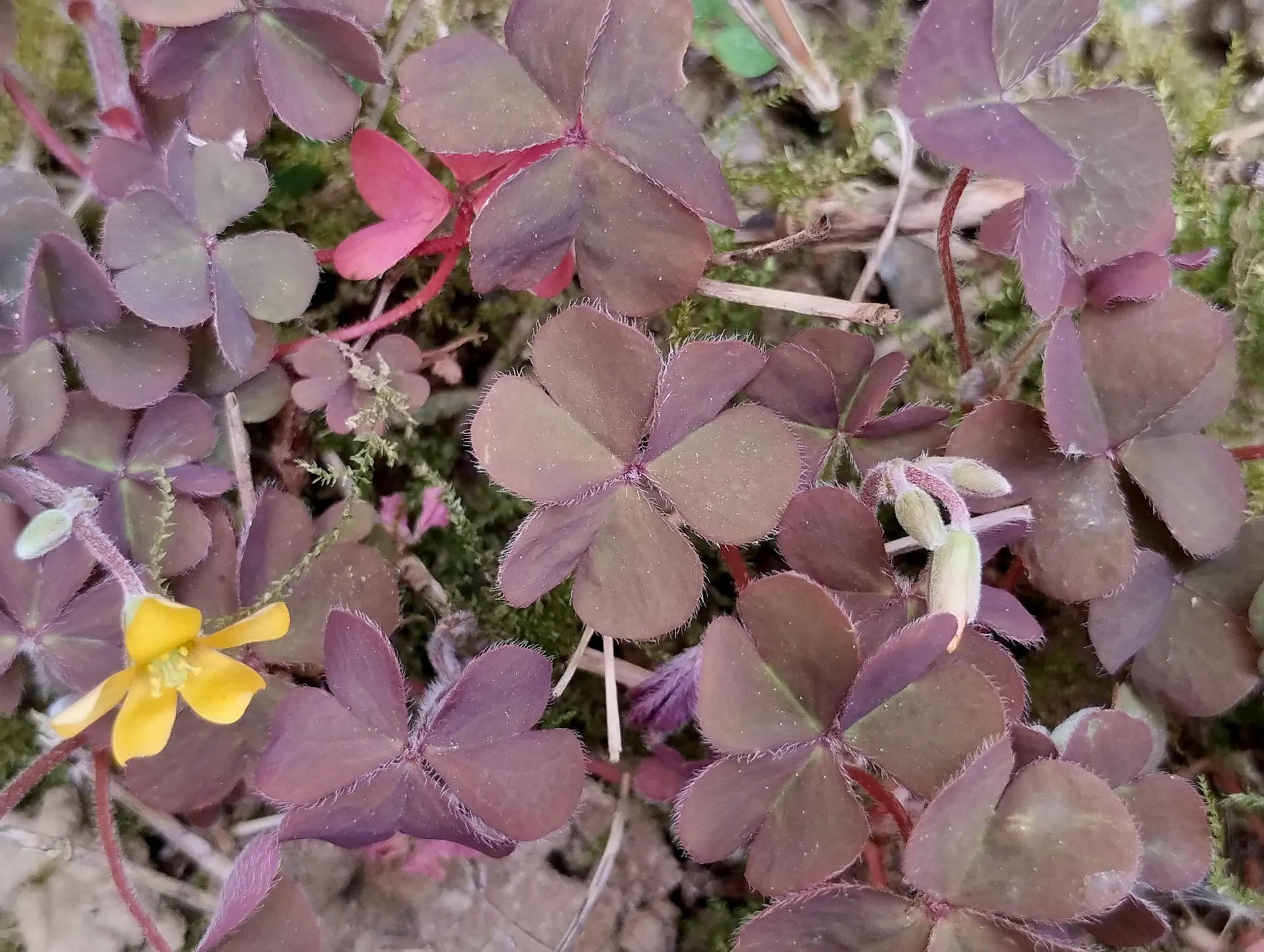 img/oxalis-corniculata-5.webp