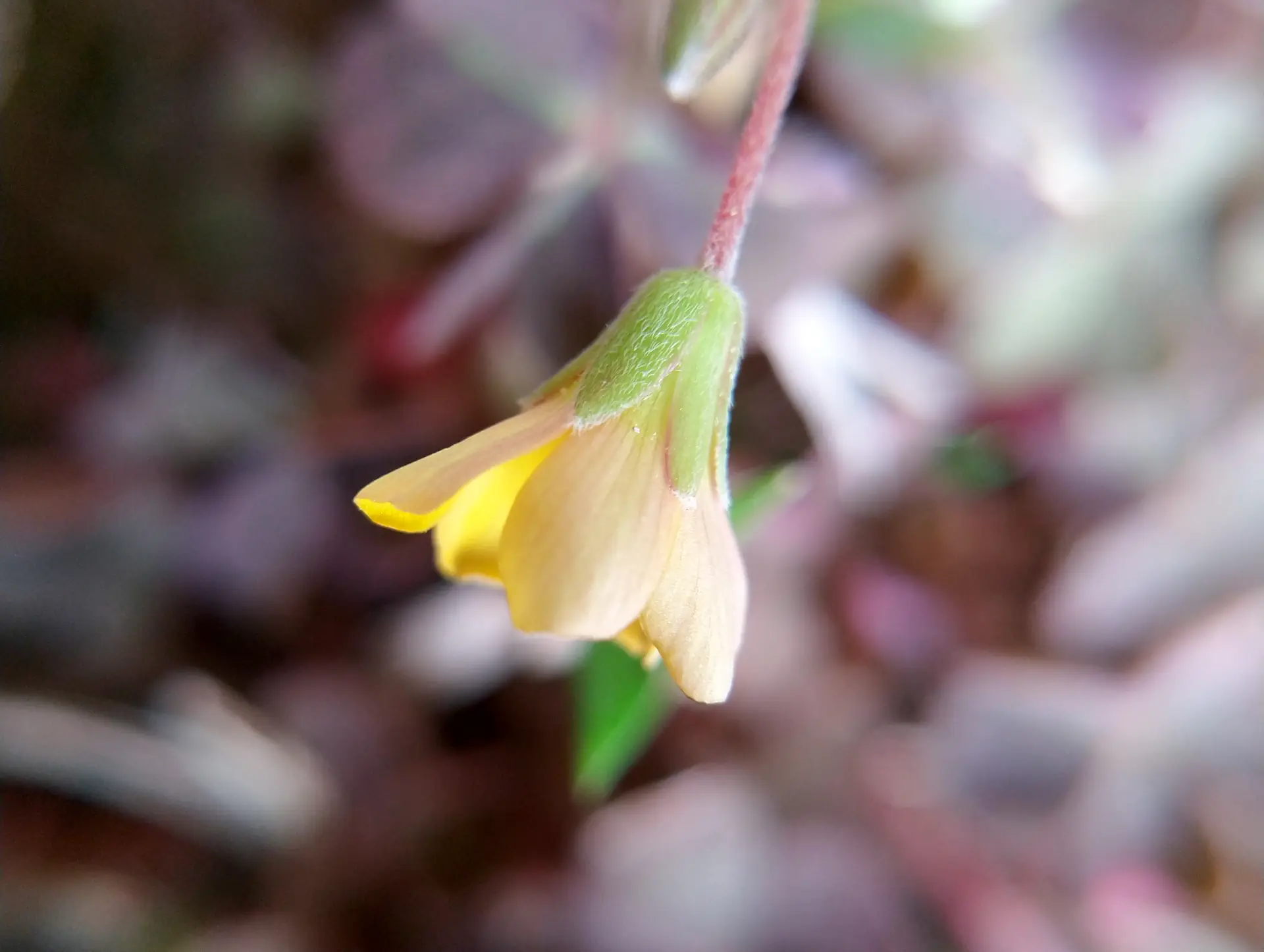 img/oxalis-corniculata-7.webp