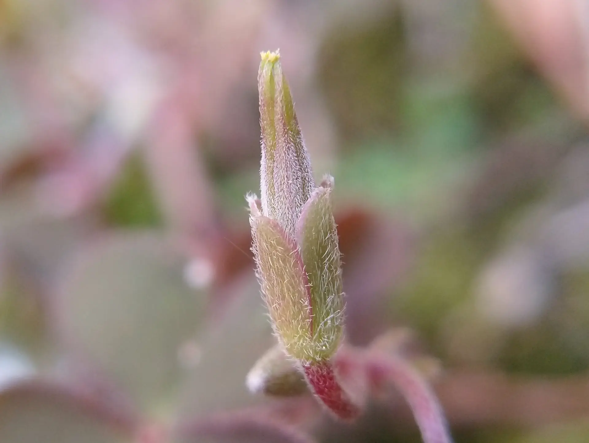 img/oxalis-corniculata-8.webp