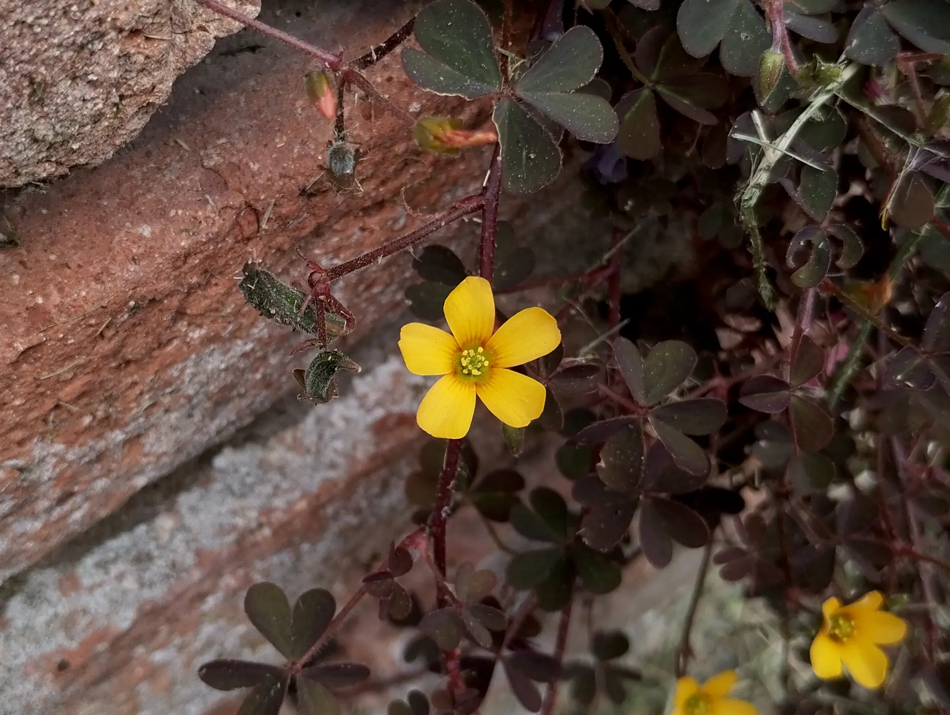 img/oxalis-corniculata.webp
