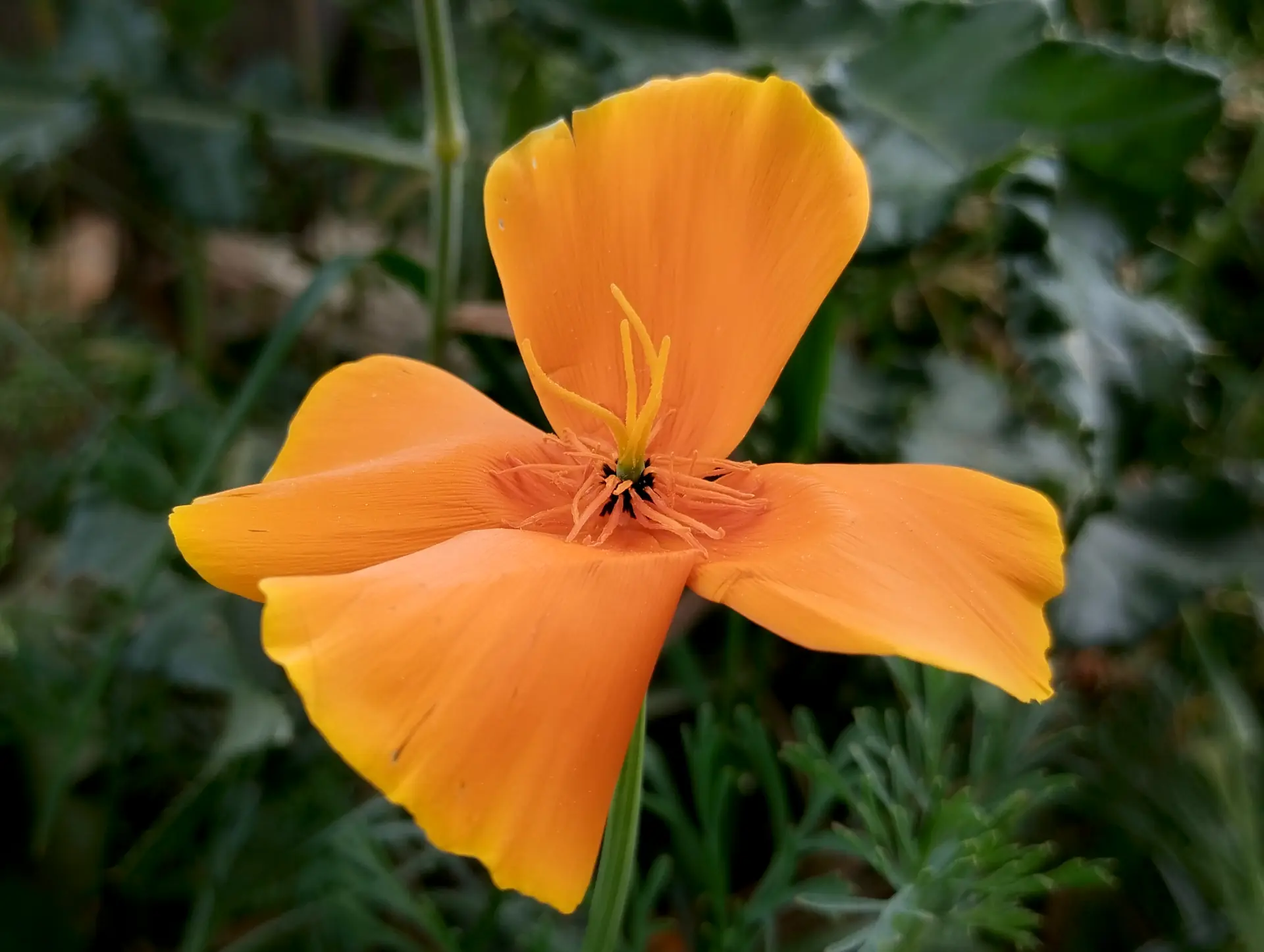 img/eschscholzia-californica-2.webp