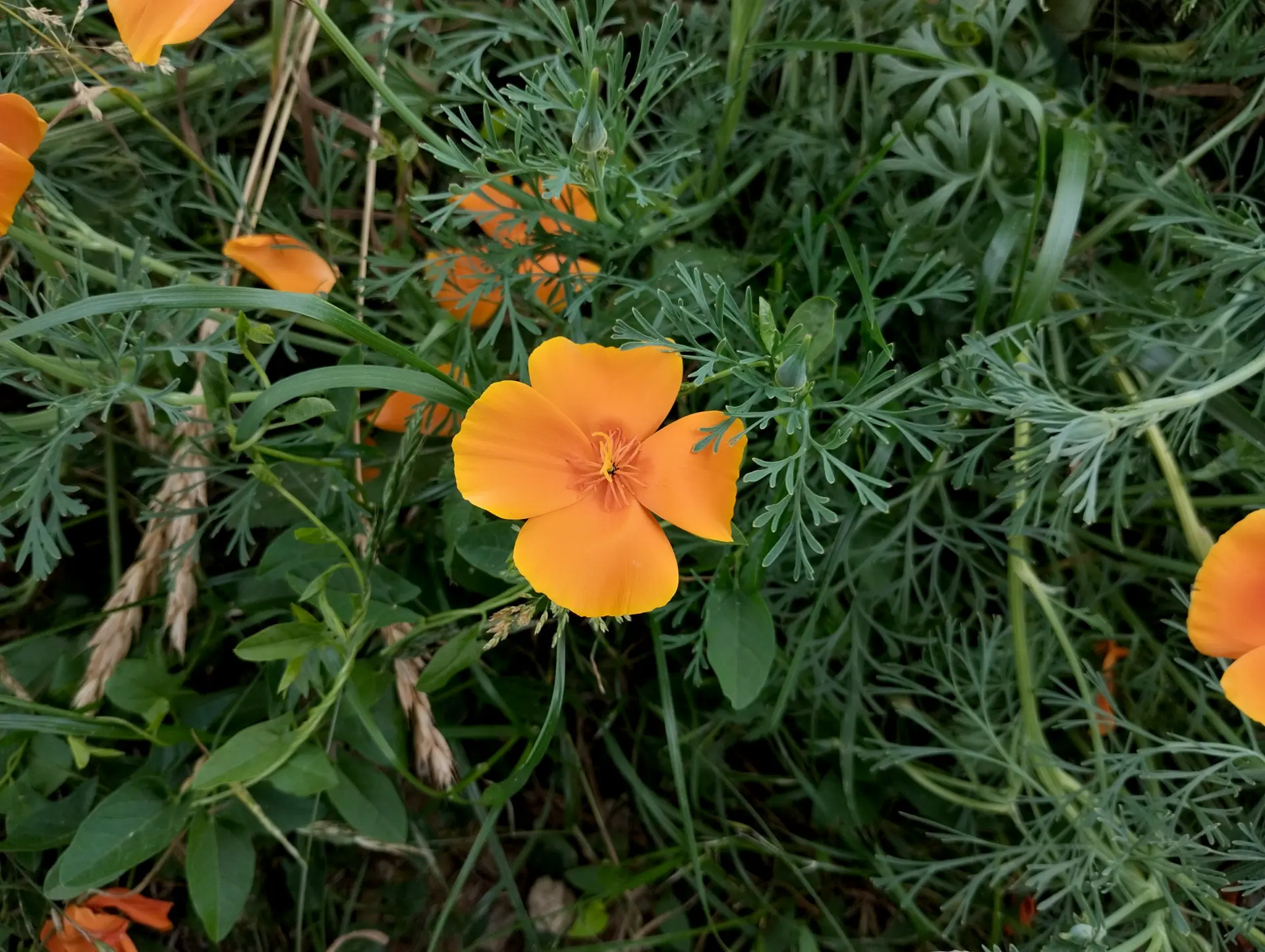 img/eschscholzia-californica-3.webp