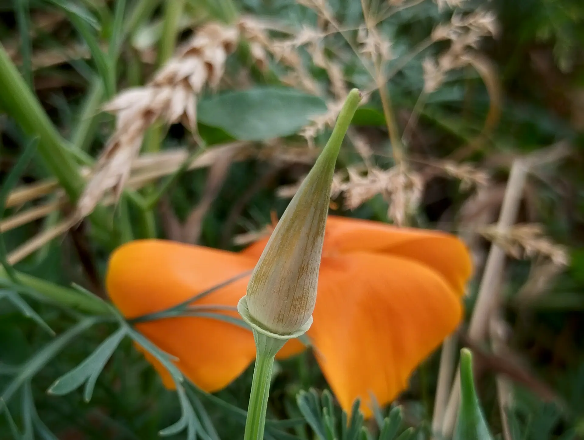 img/eschscholzia-californica-4.webp