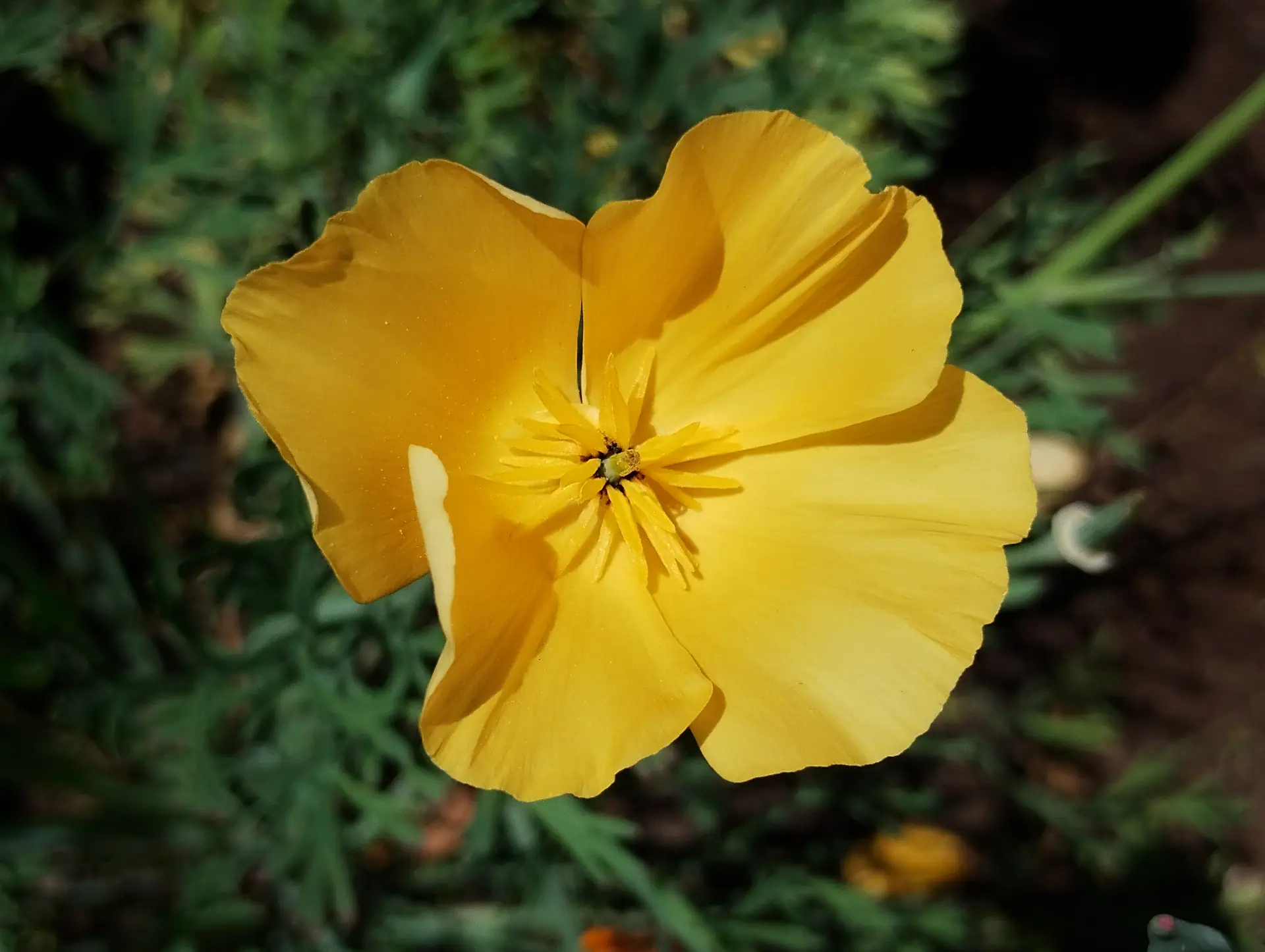 img/eschscholzia-californica-5.webp
