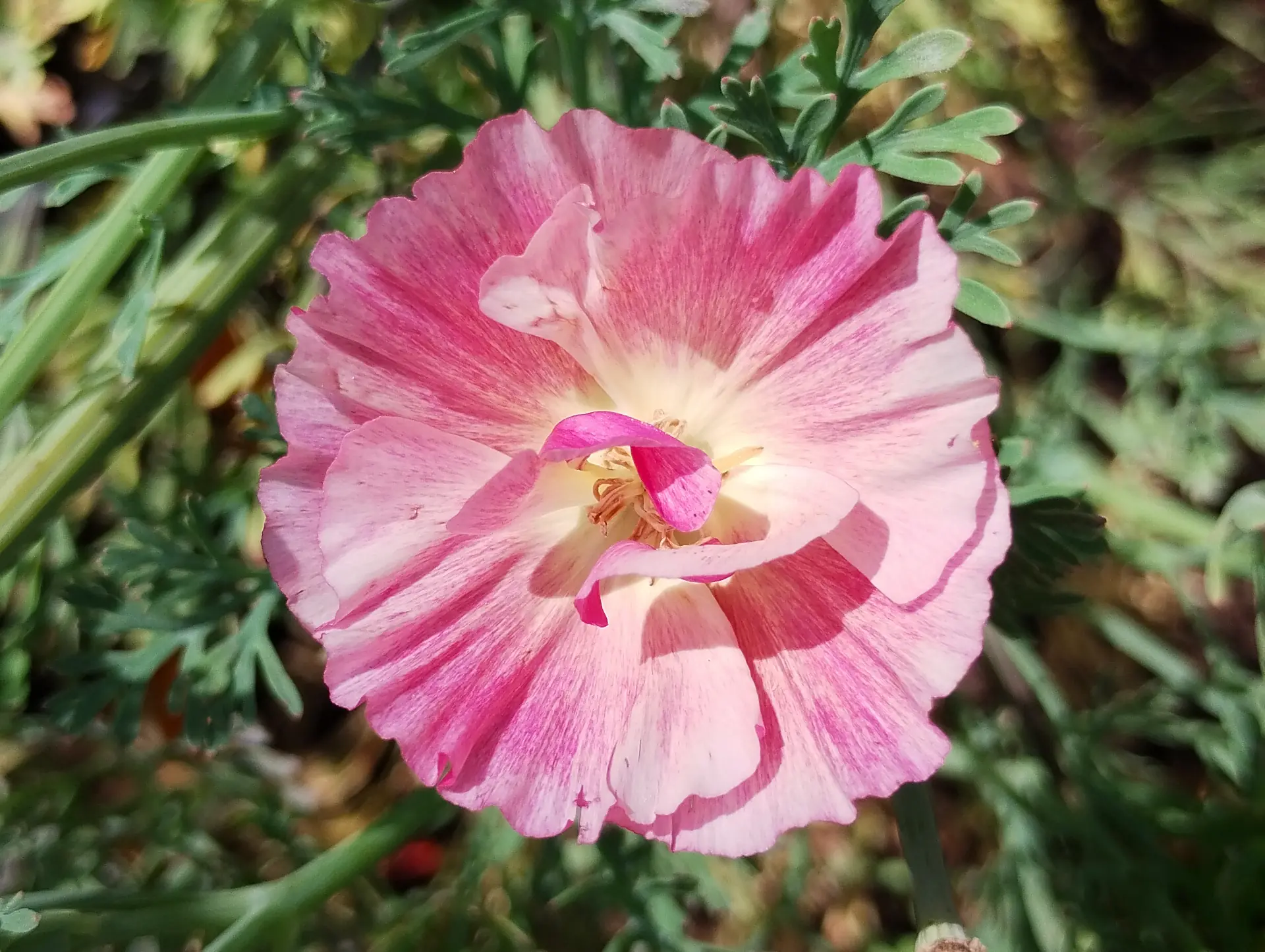 img/eschscholzia-californica-6.webp